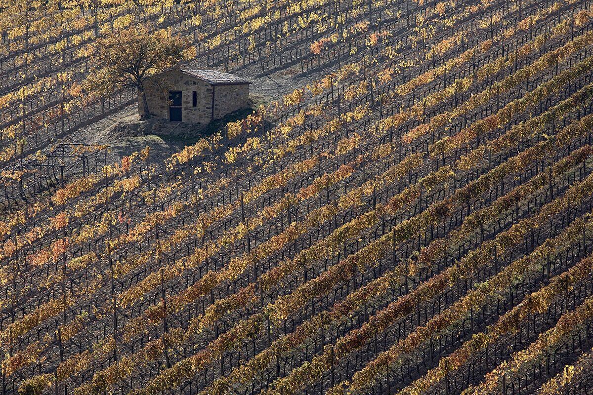 Autumn vineyards...