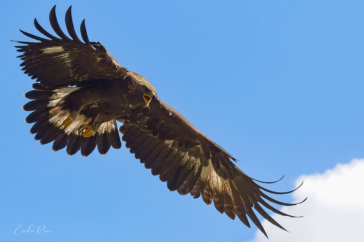 Golden eagle -Italian Alps-...