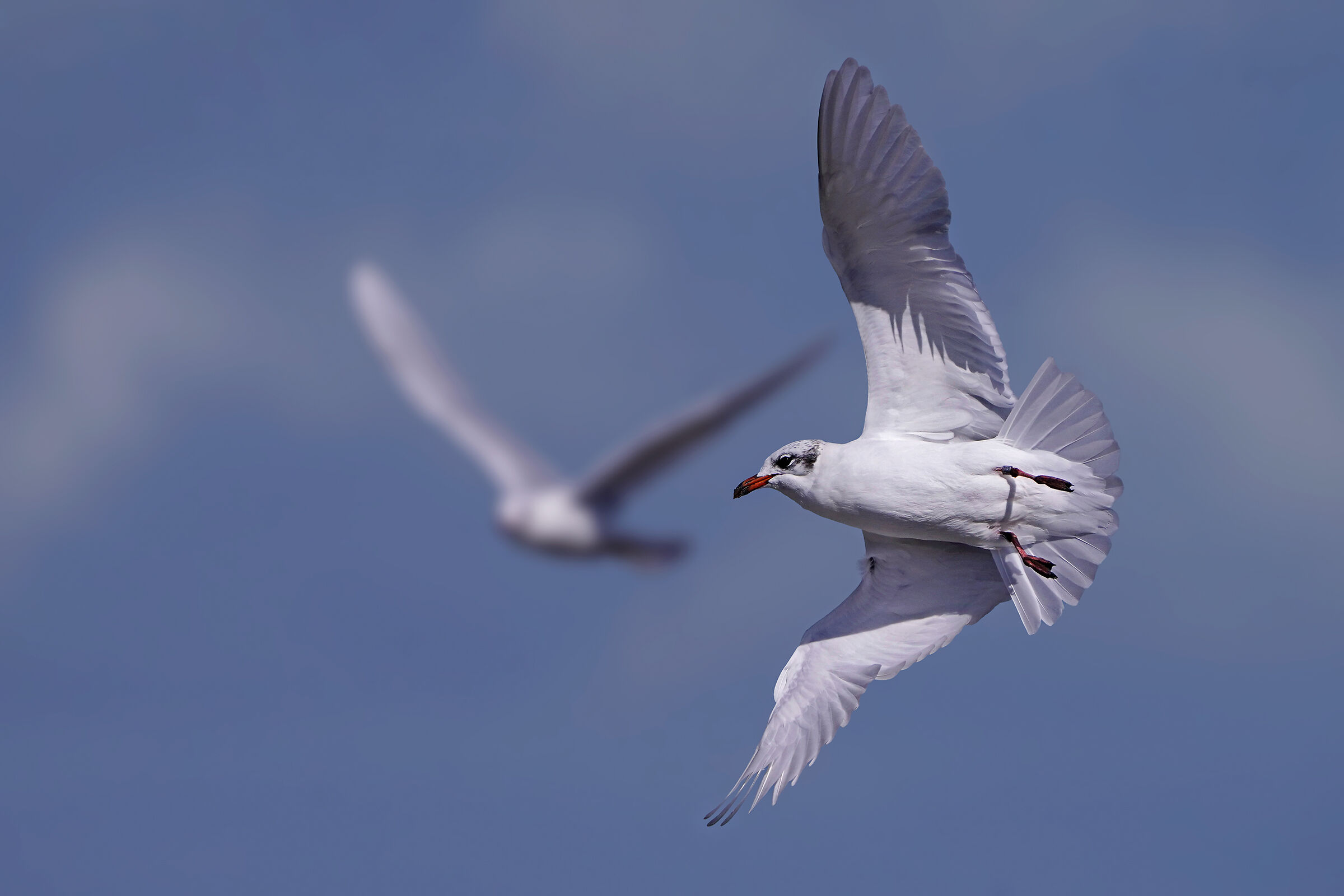 Adult coral gull (winter livery)...
