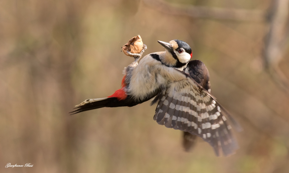 woodpecker stunts...