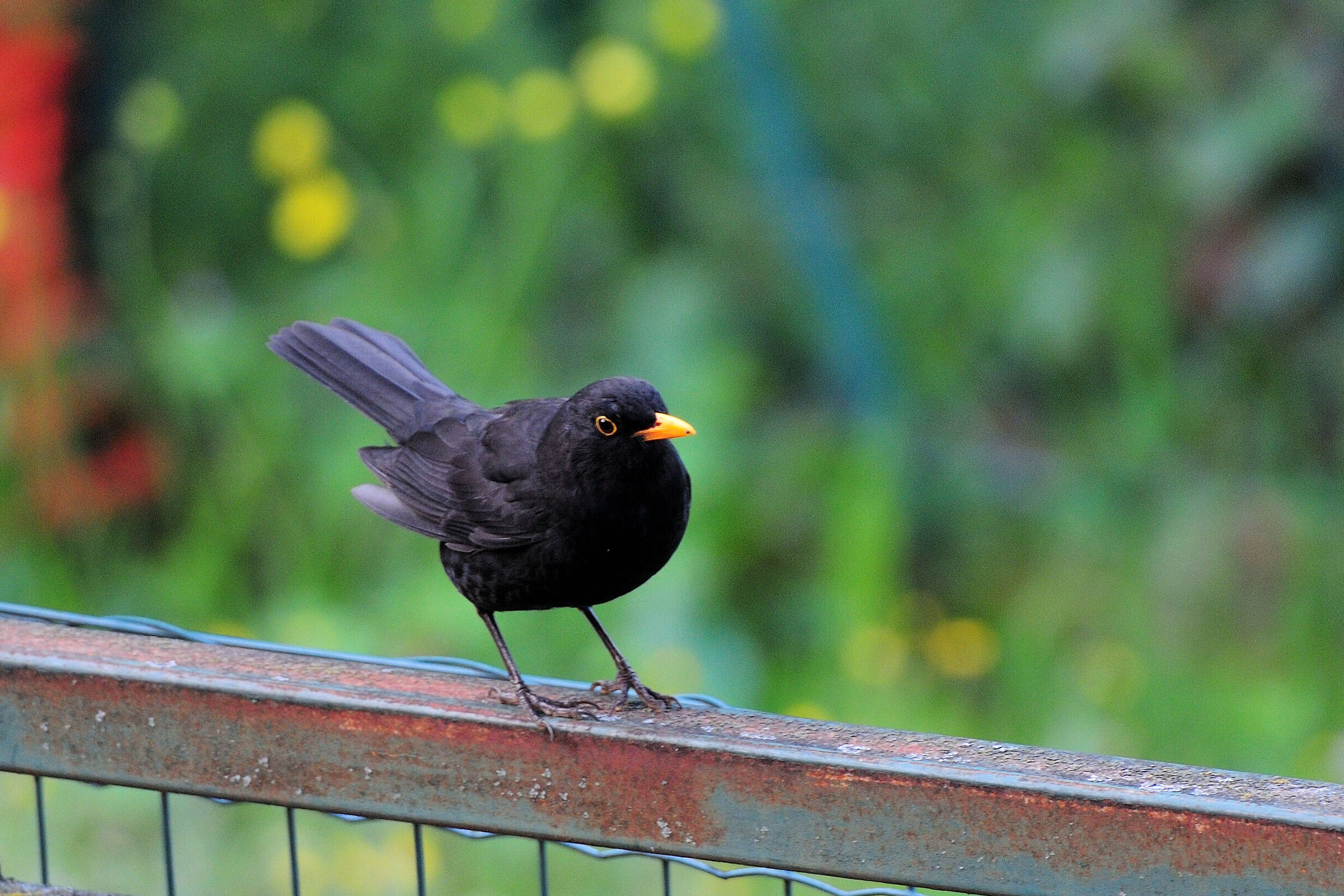The Blackbird...