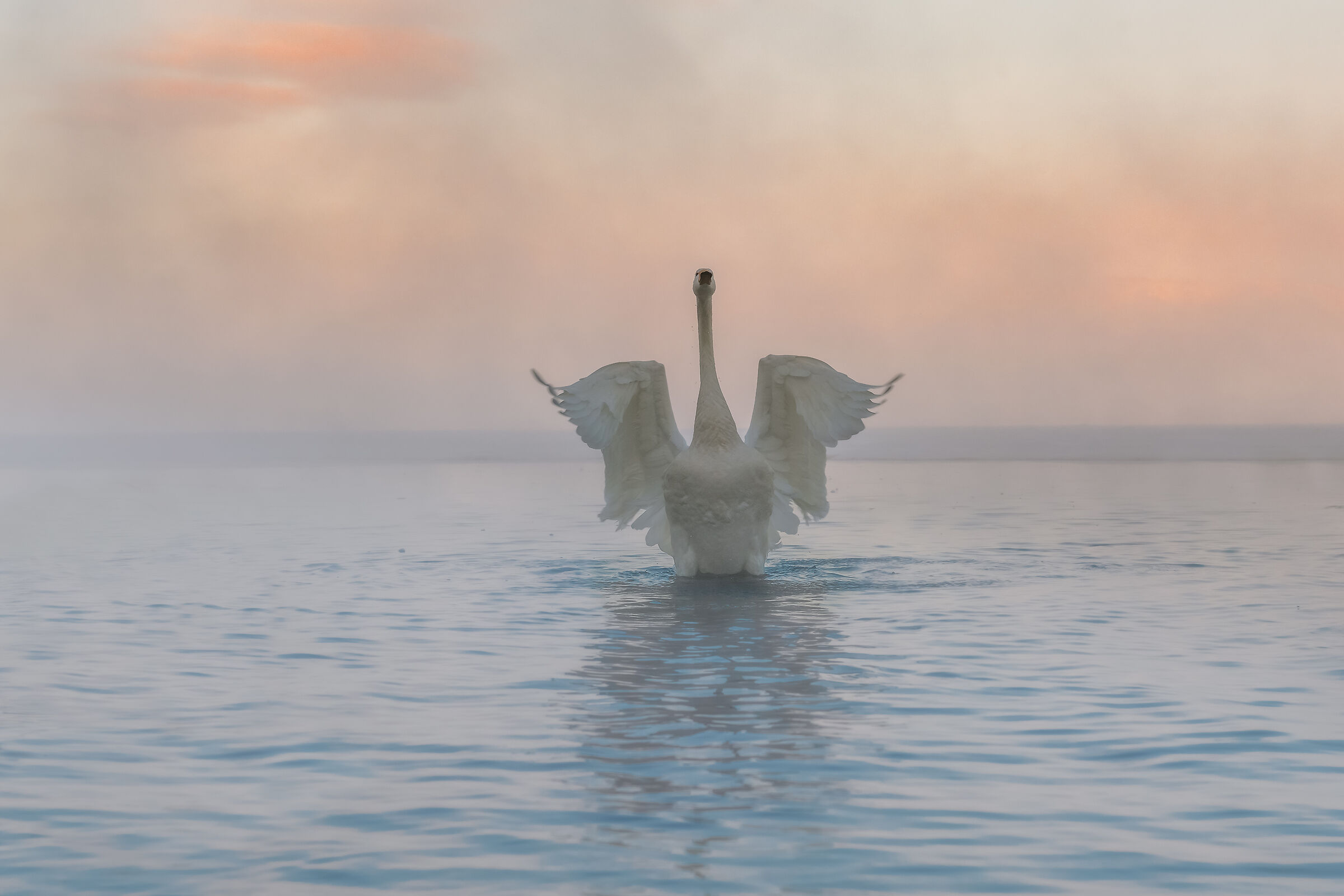 Royal swan at dawn...