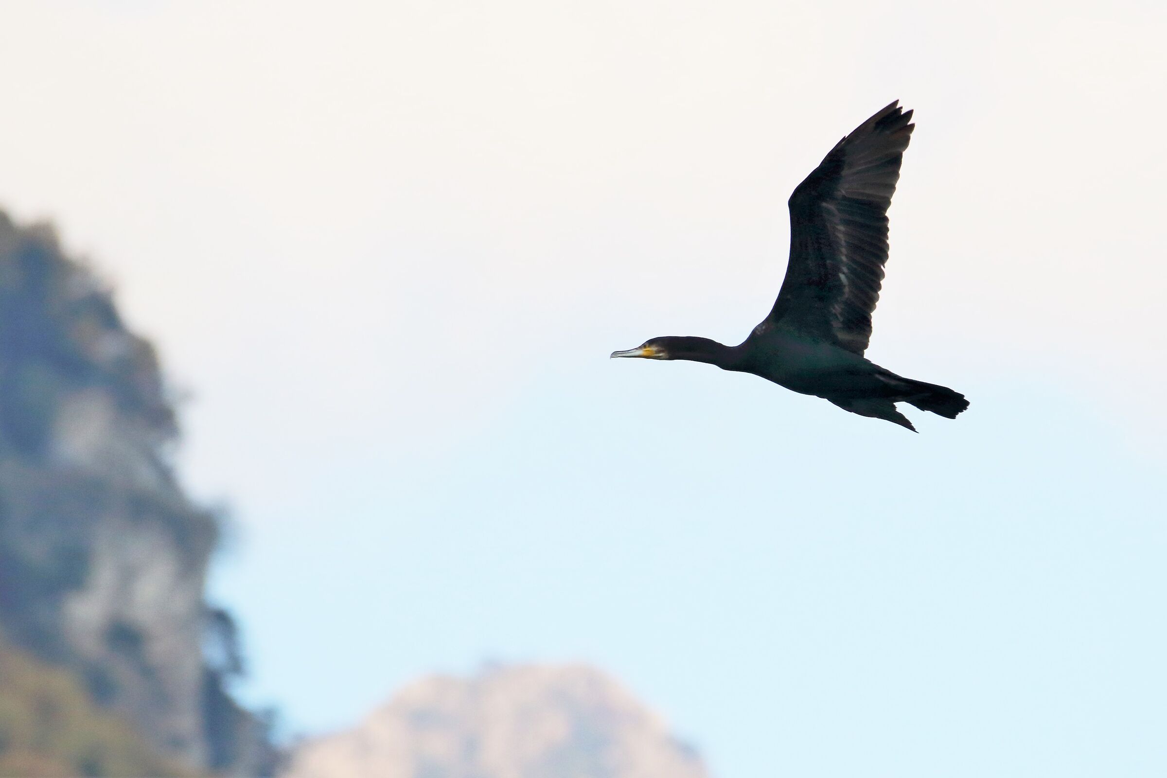 cormorant...