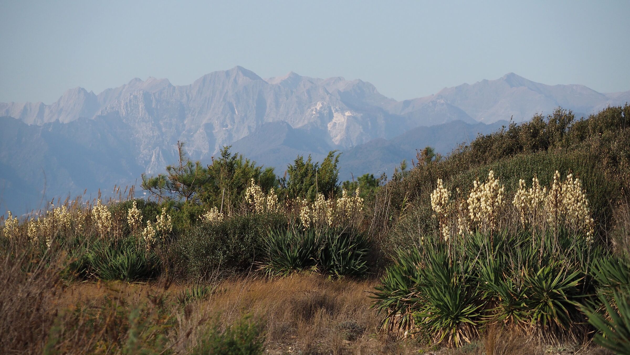 Mediterranean Scrub...