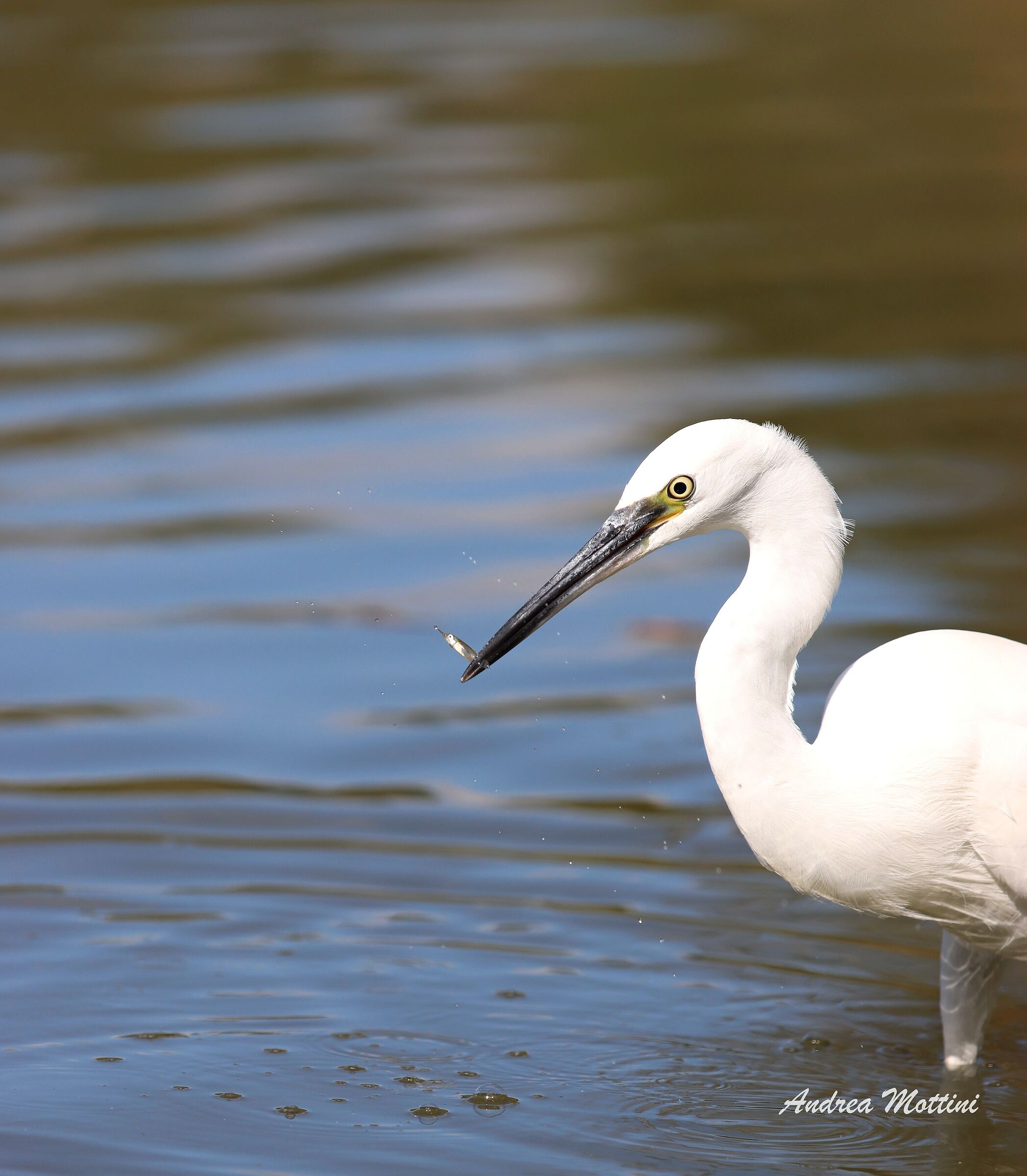 Egret...