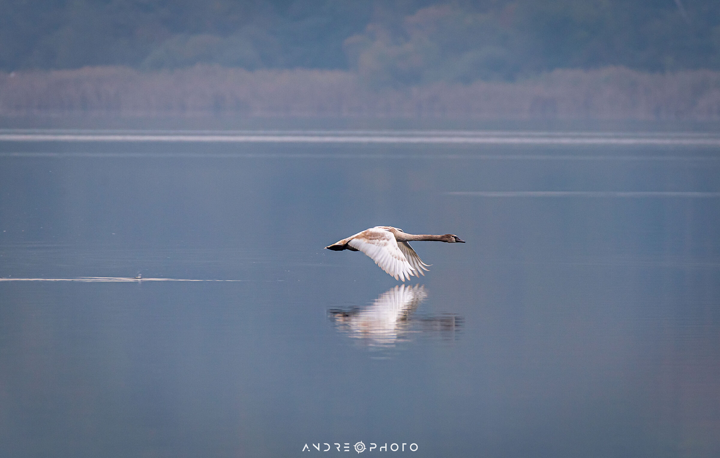 Young Swan in flight...