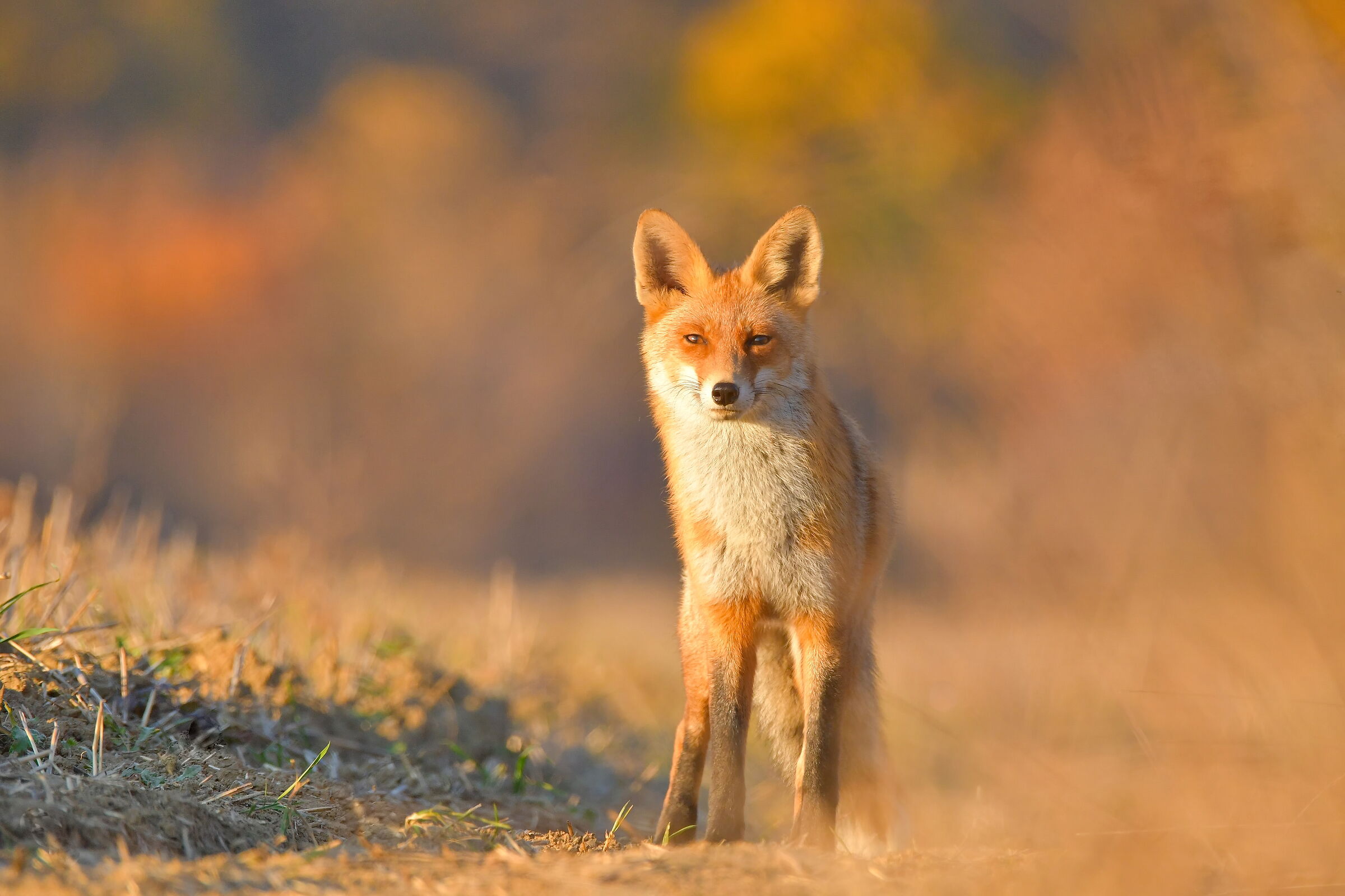 red fox...