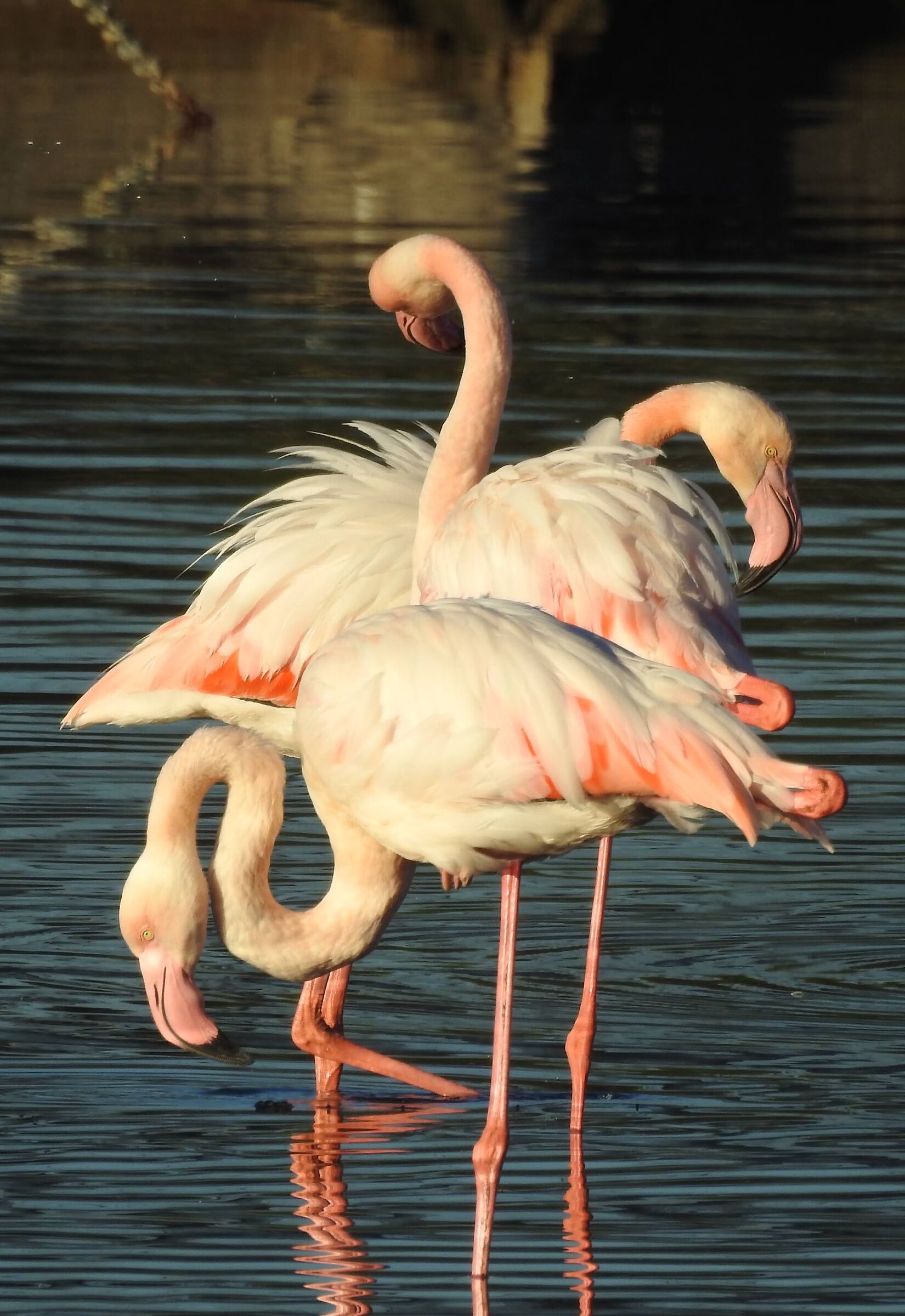 Pink flamingos ...