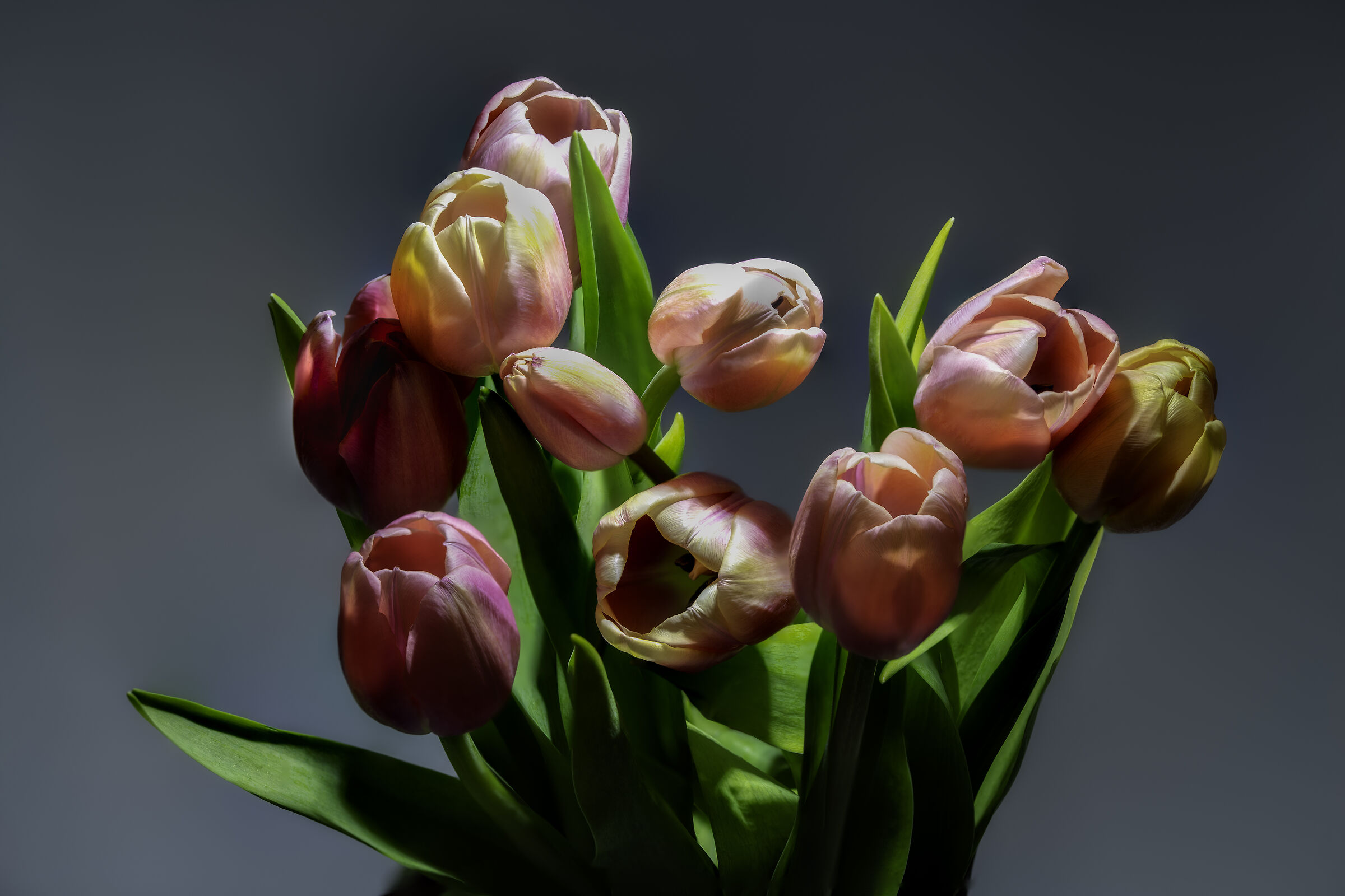 small tulips ...
