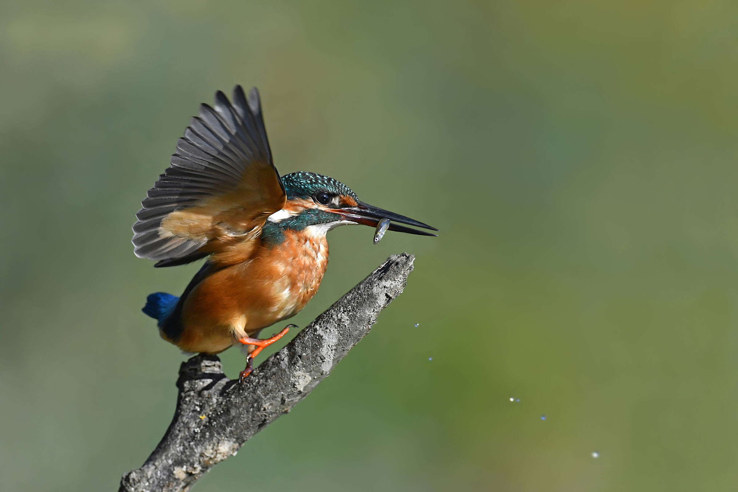 Feather Stories 3 ( Kingfisher )...