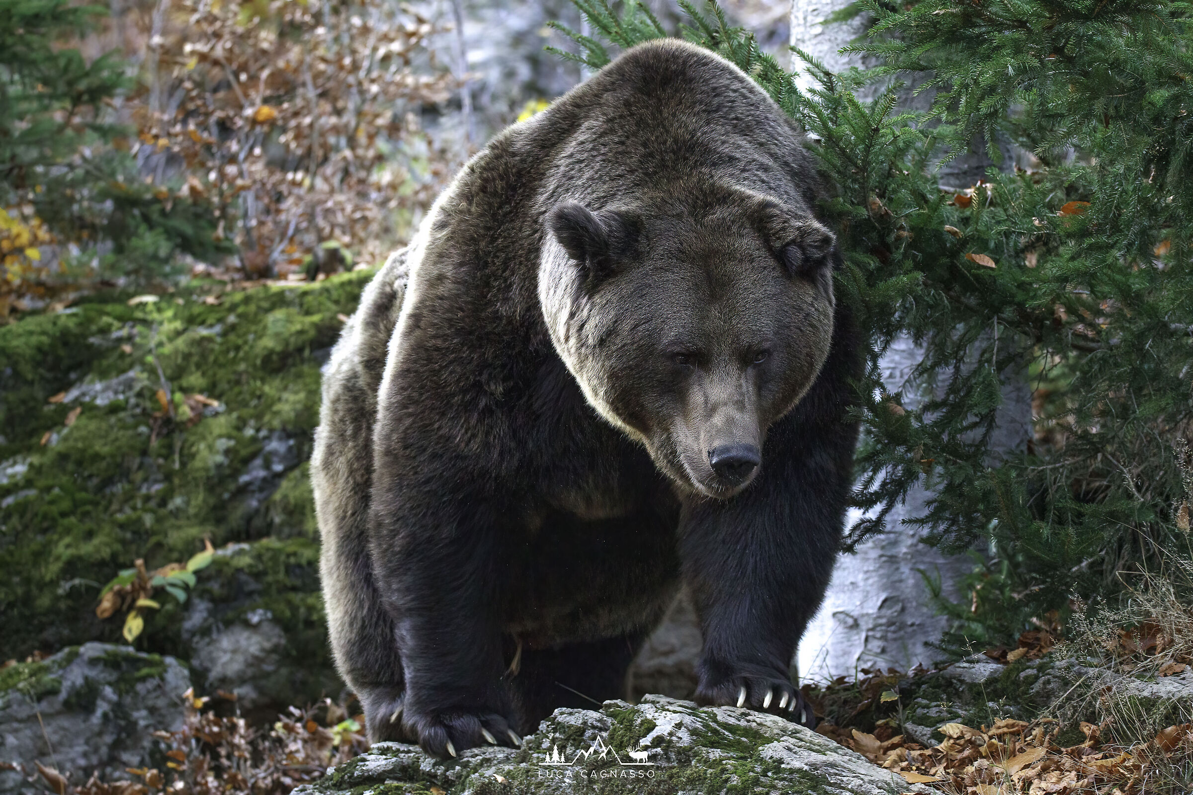 Brown bear - Ursus arctos...