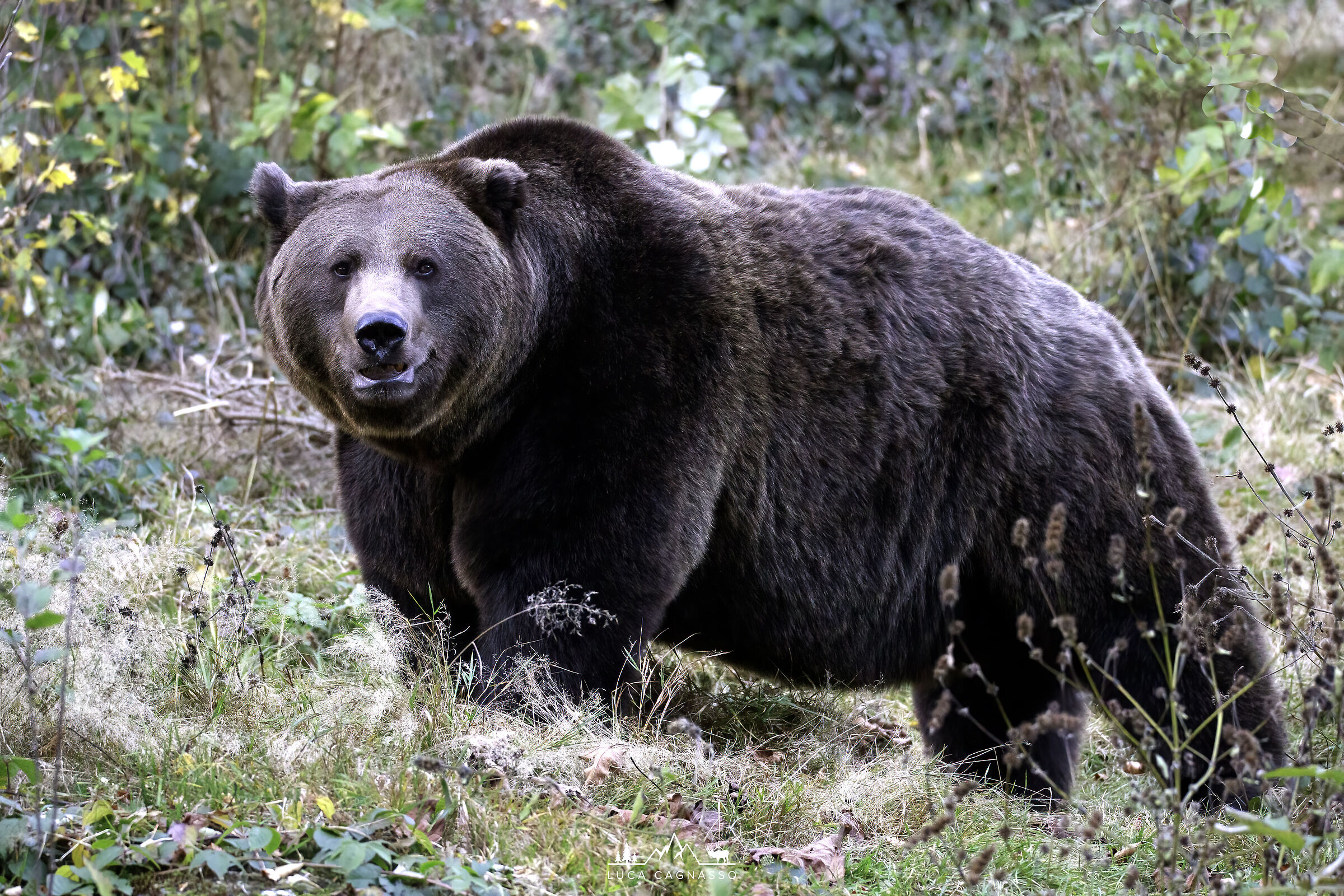 Brown bear 2 - Ursus arctos...