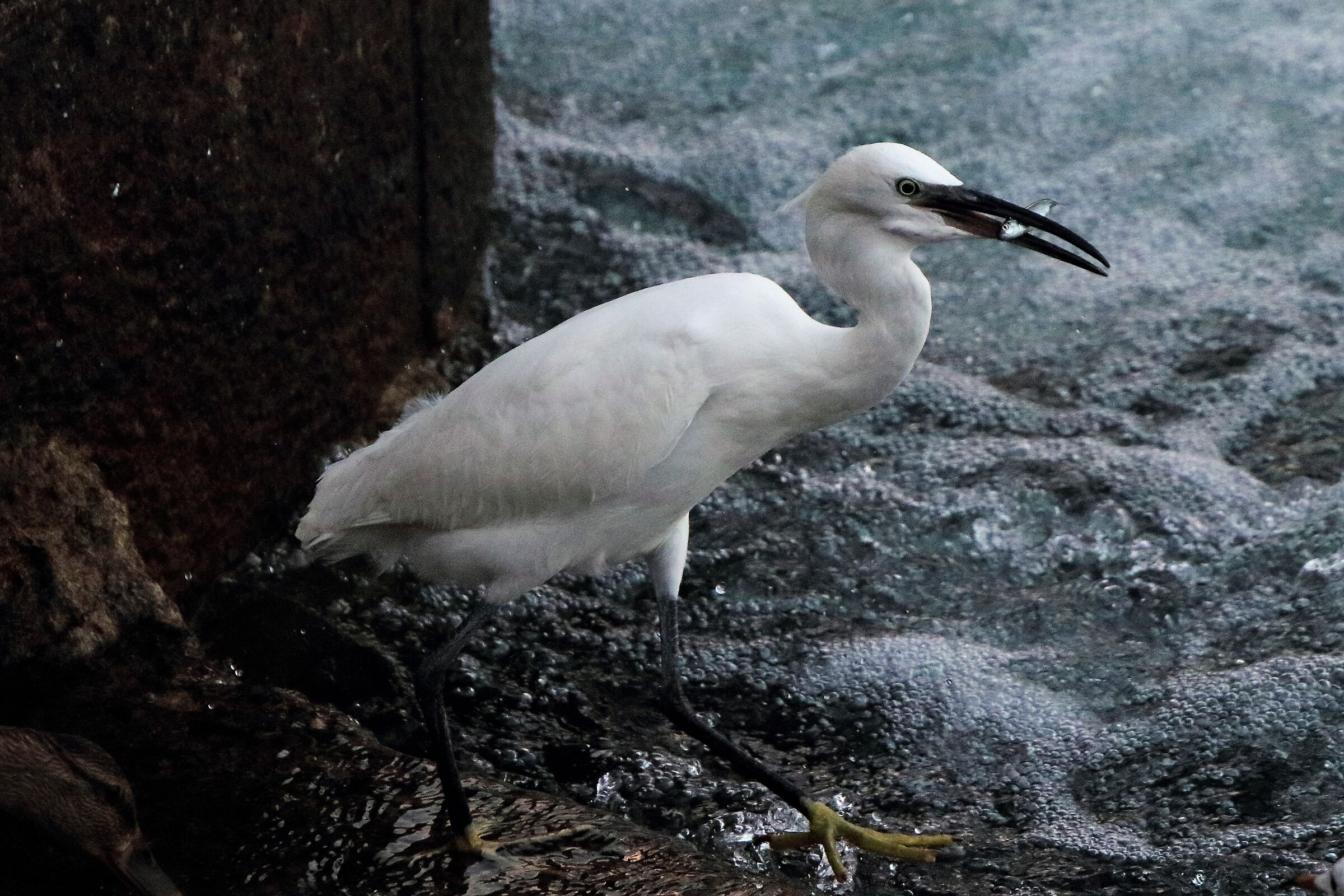 egret...