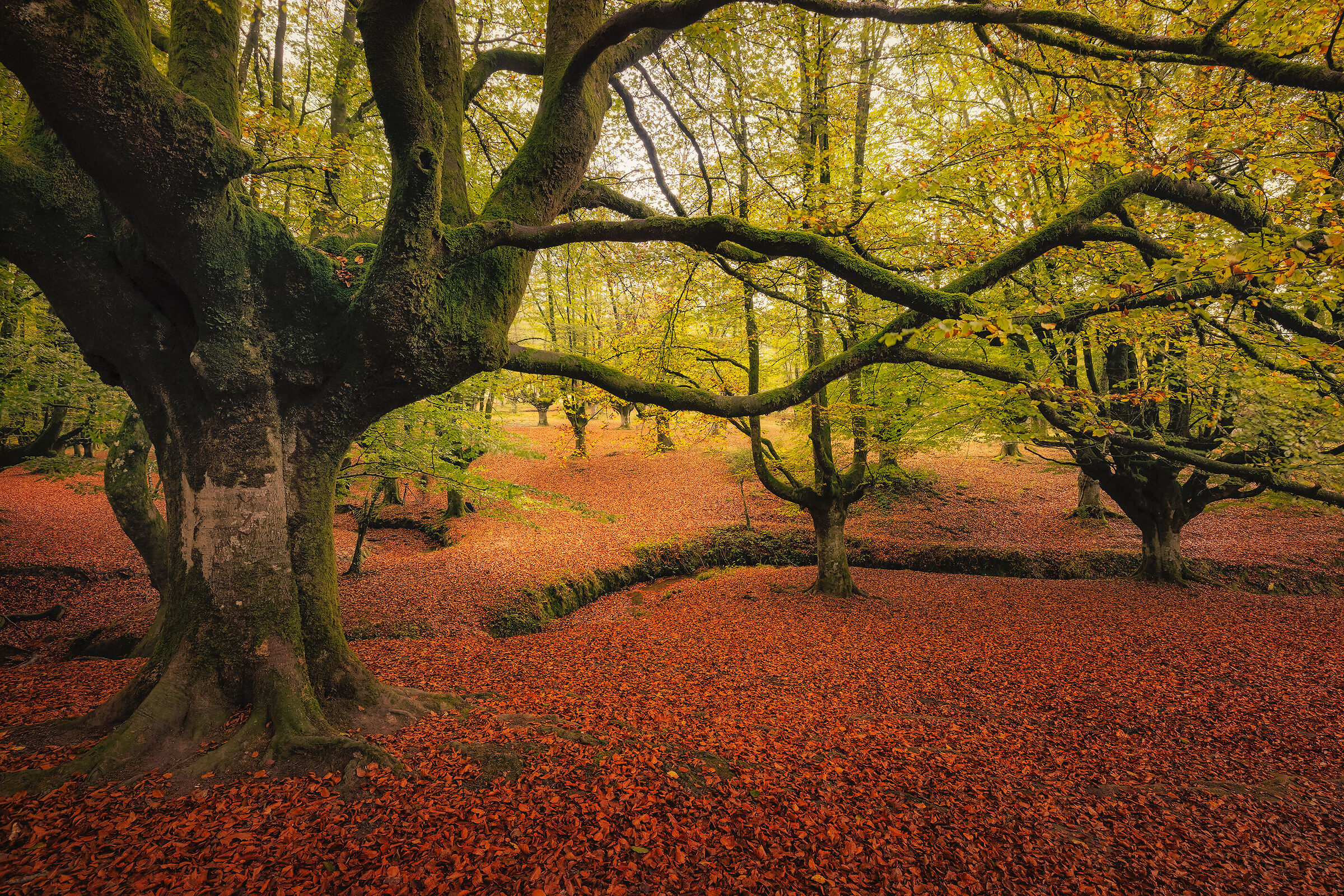 The enchanted beech forest...