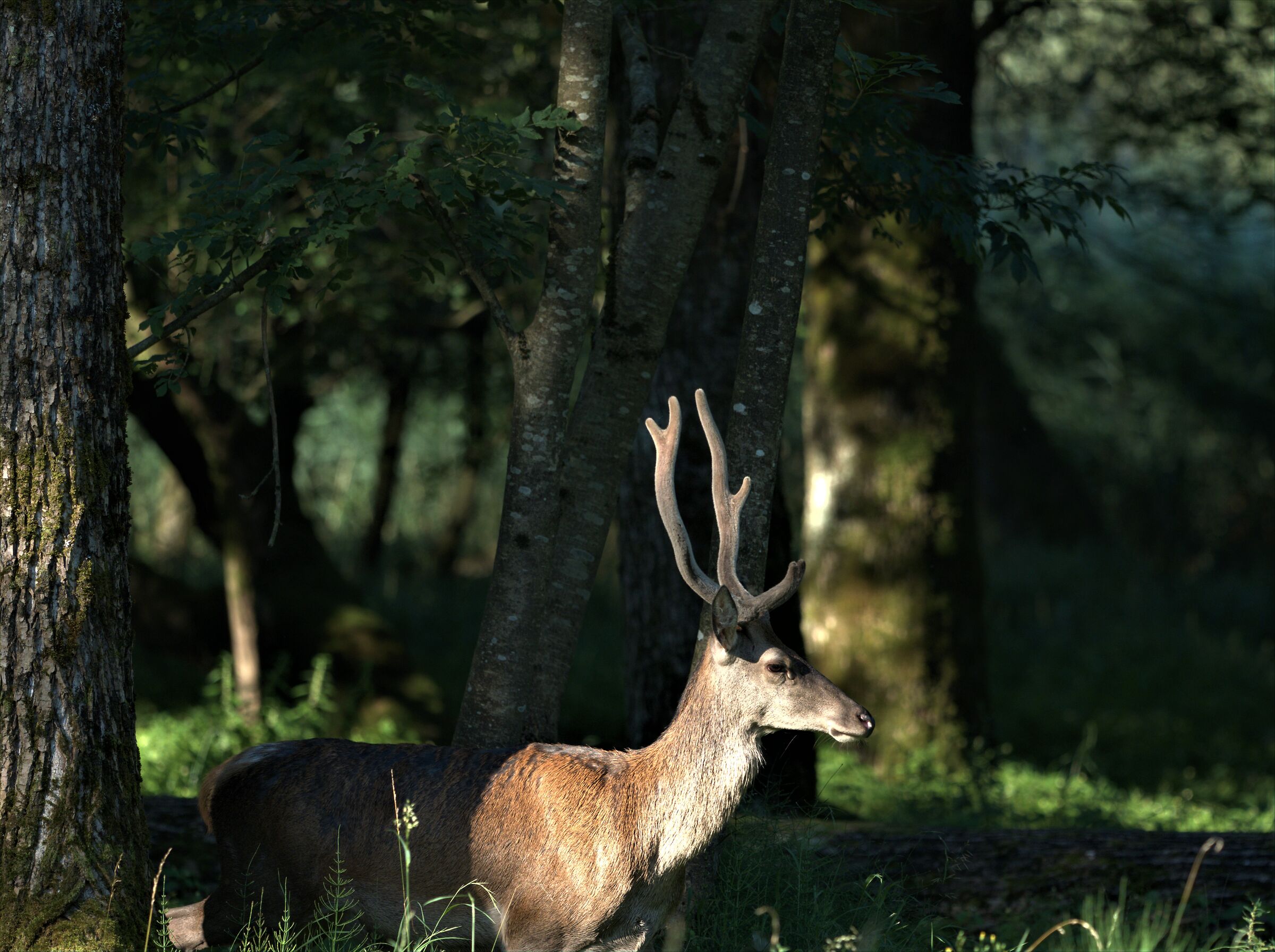 Young deer ...