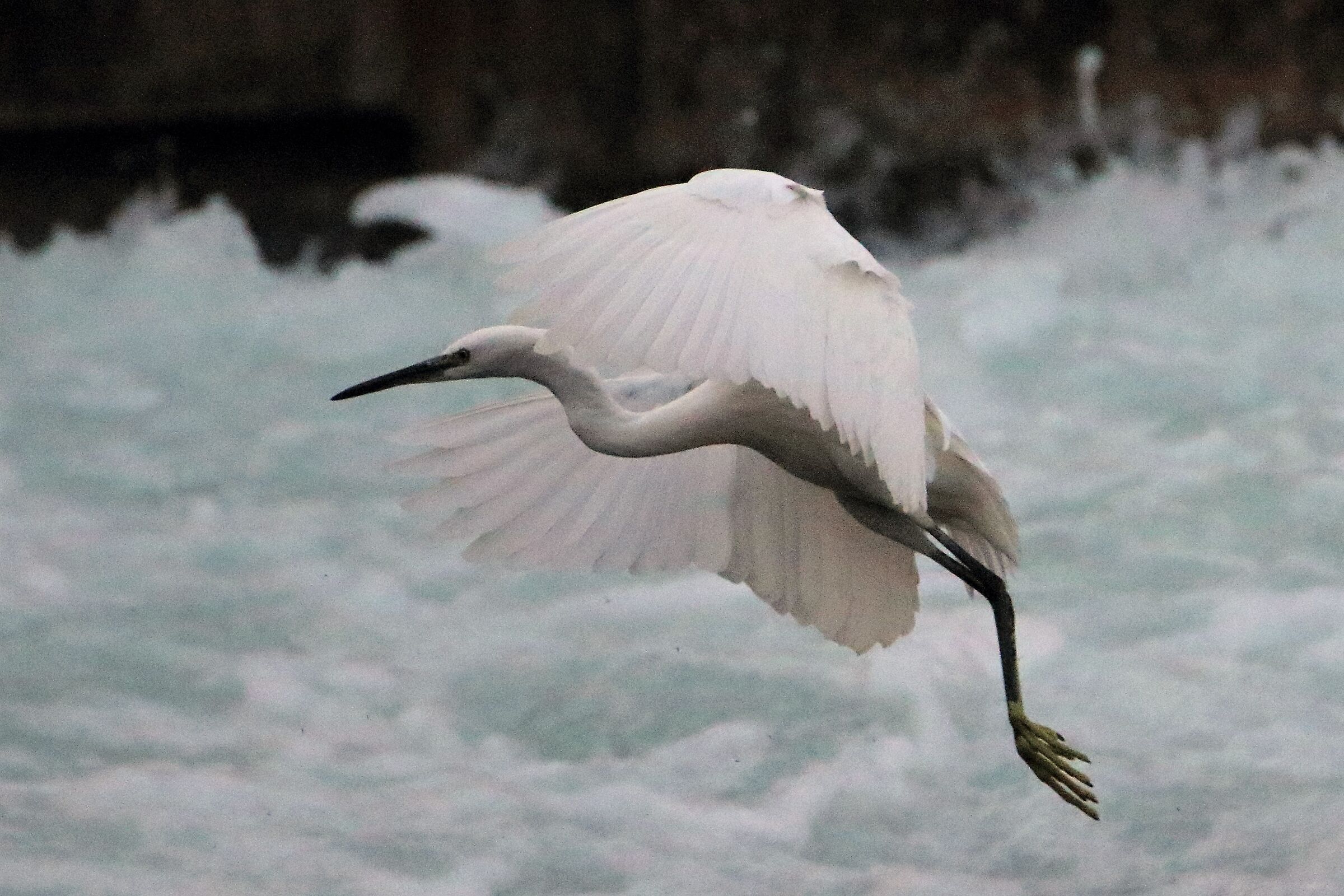 egret...