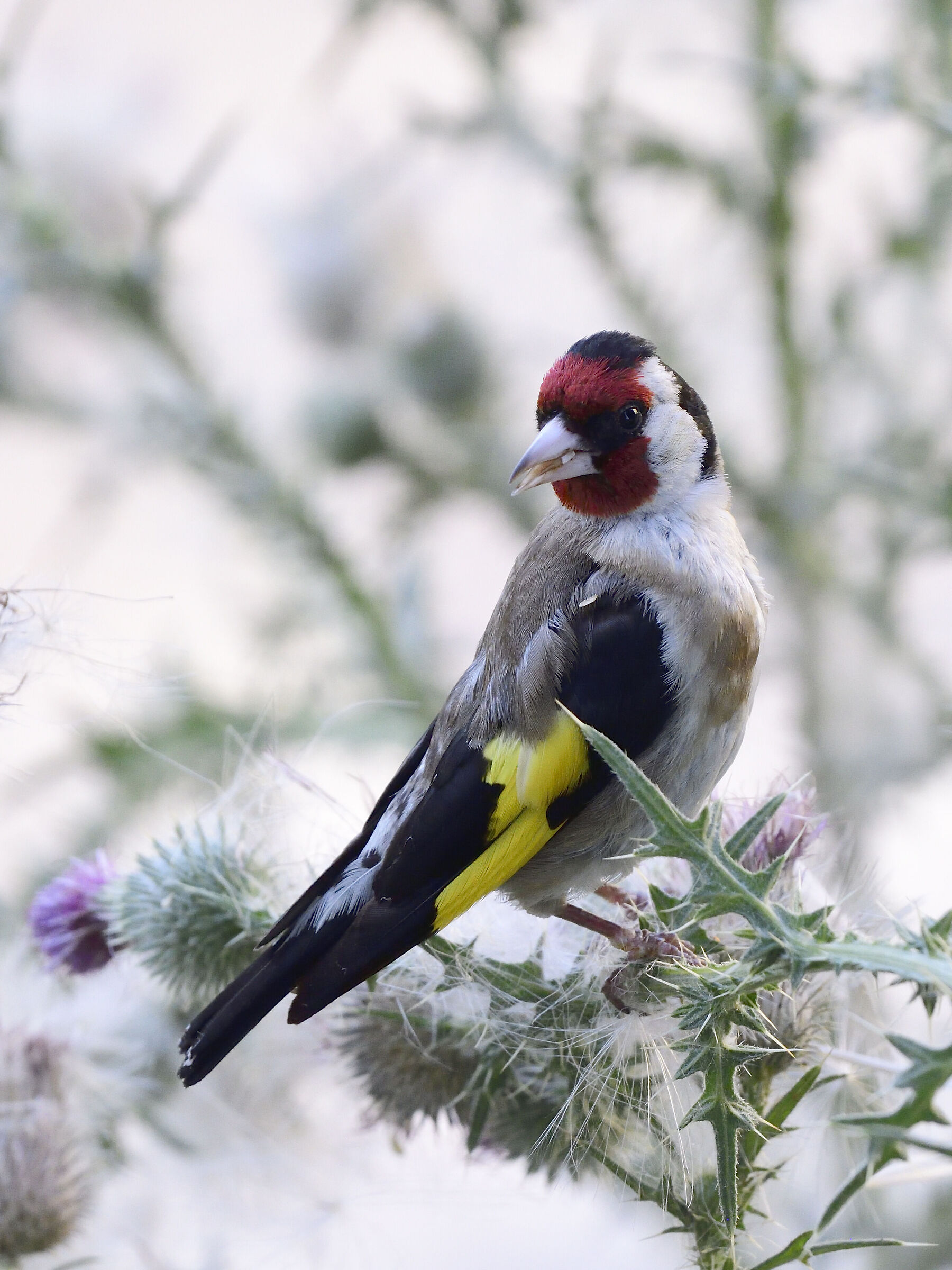 goldfinch on thistle...