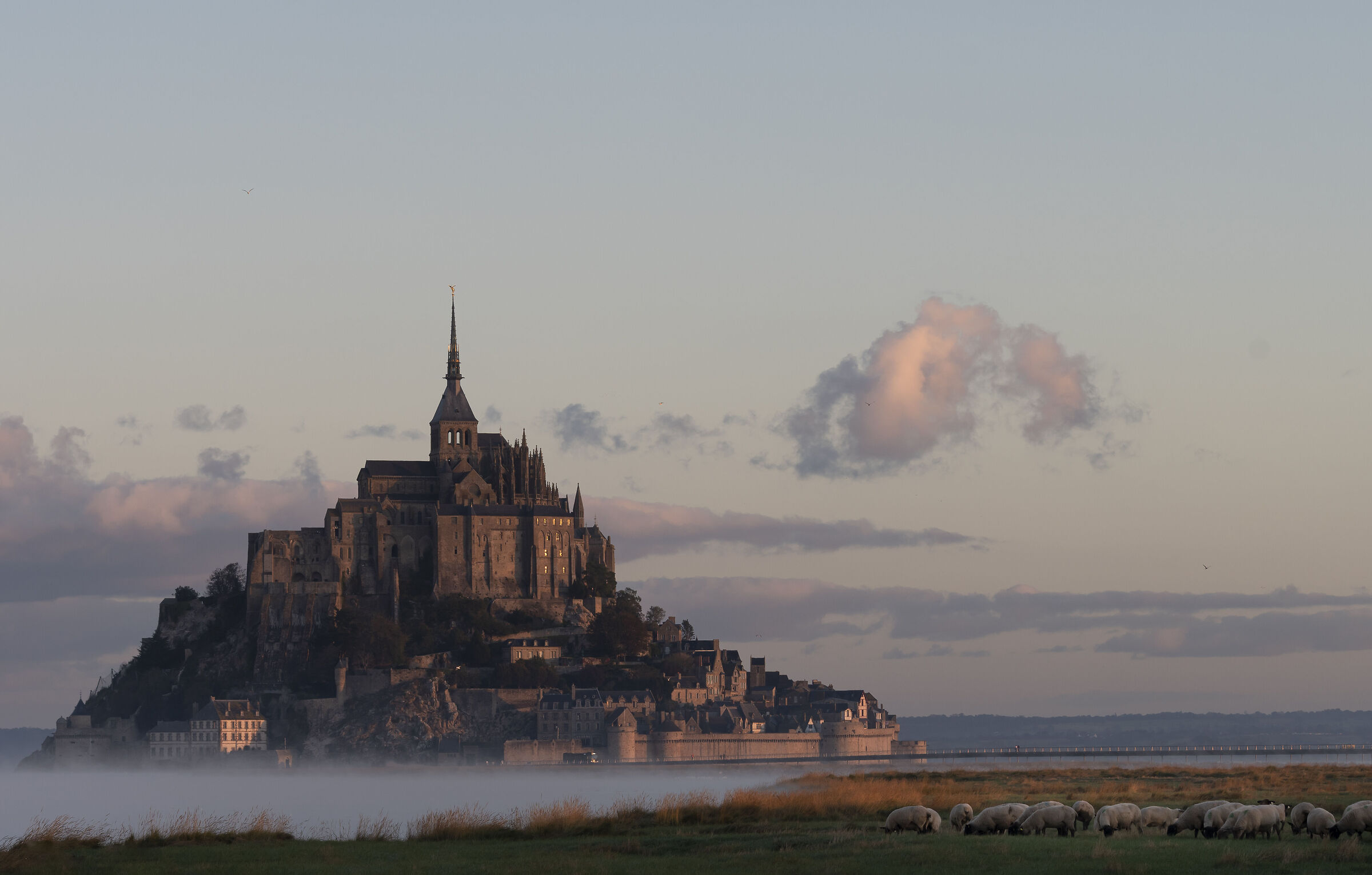 Mont Saint-Michel and the sheep...