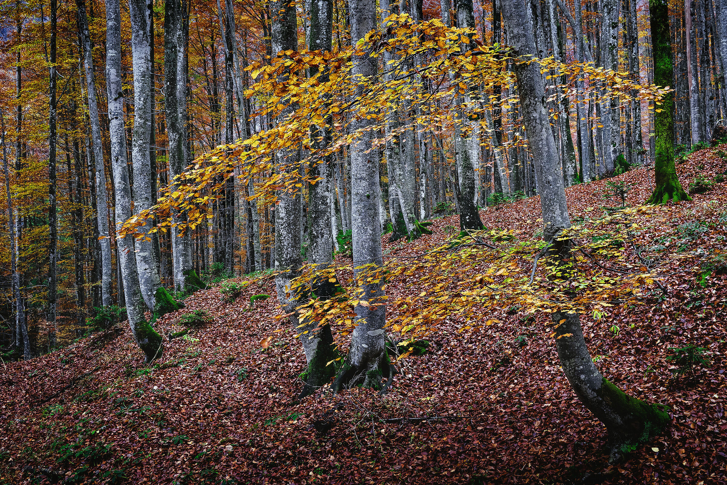 Autumn in the beech forest - Val Saisera - - Italy...