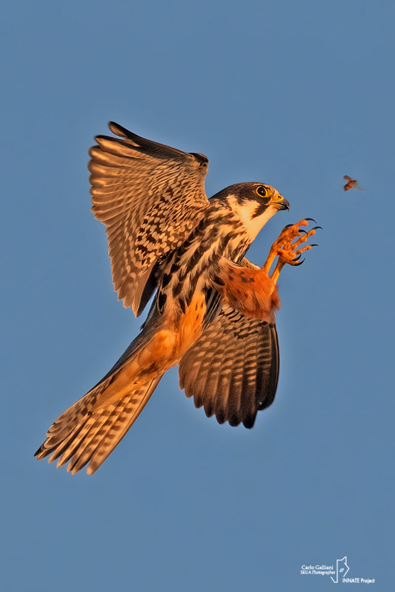 Eurasian hobby...
