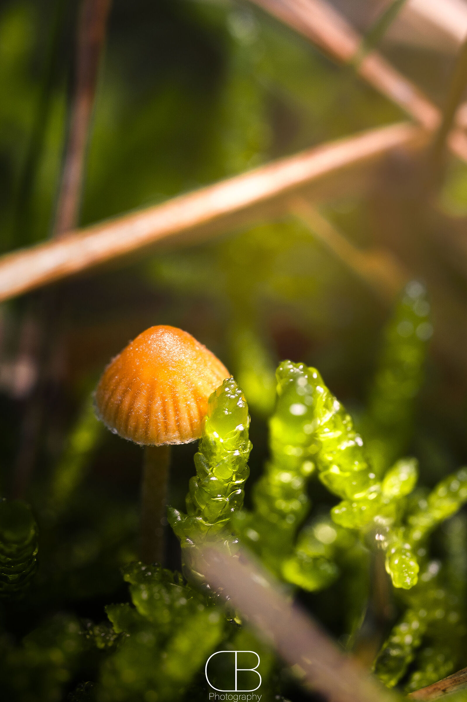 Little mushroom...