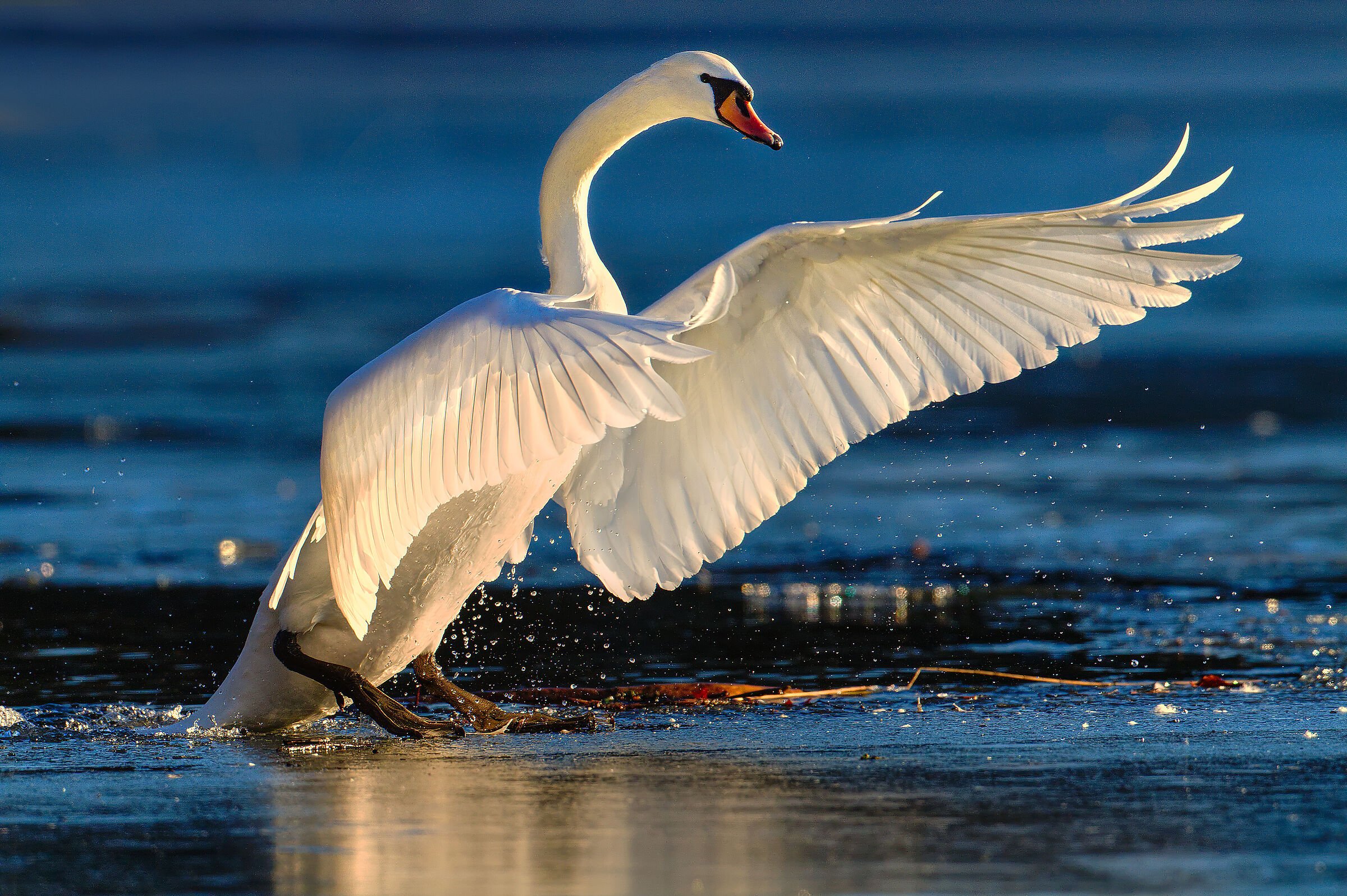  The Swan Dance...