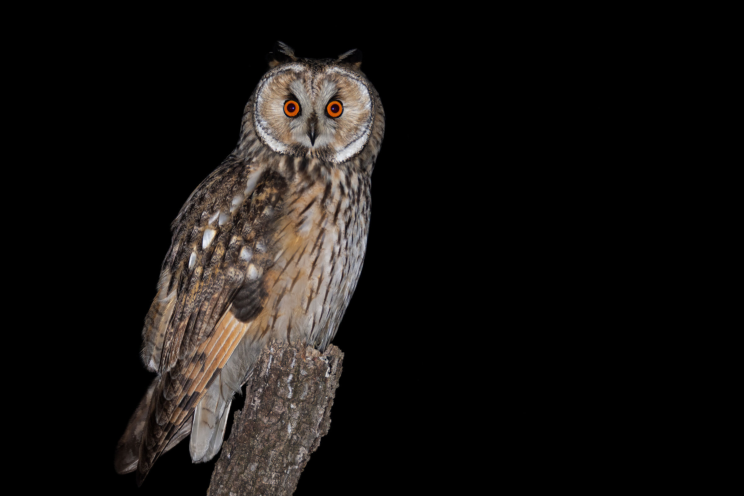 Long-eared owl ...