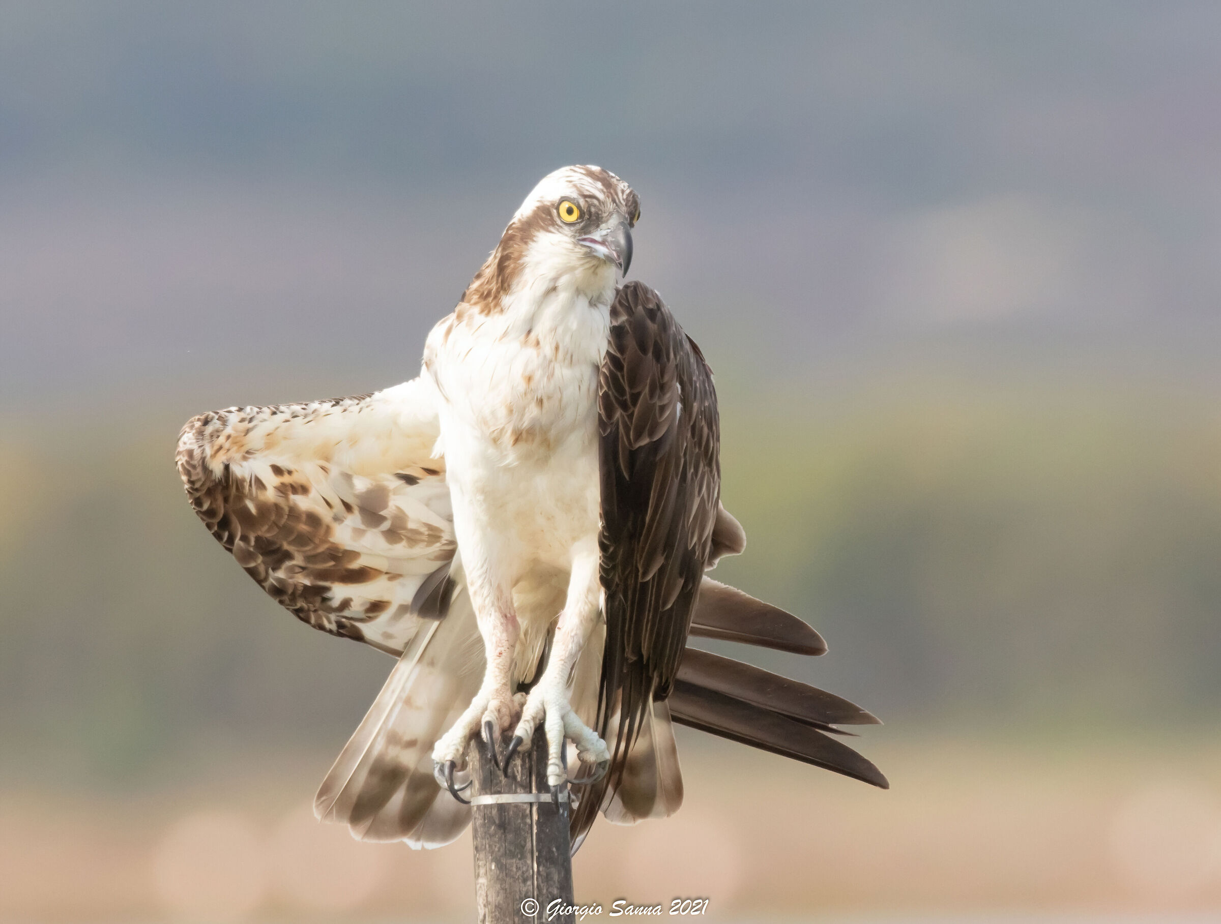 Osprey...