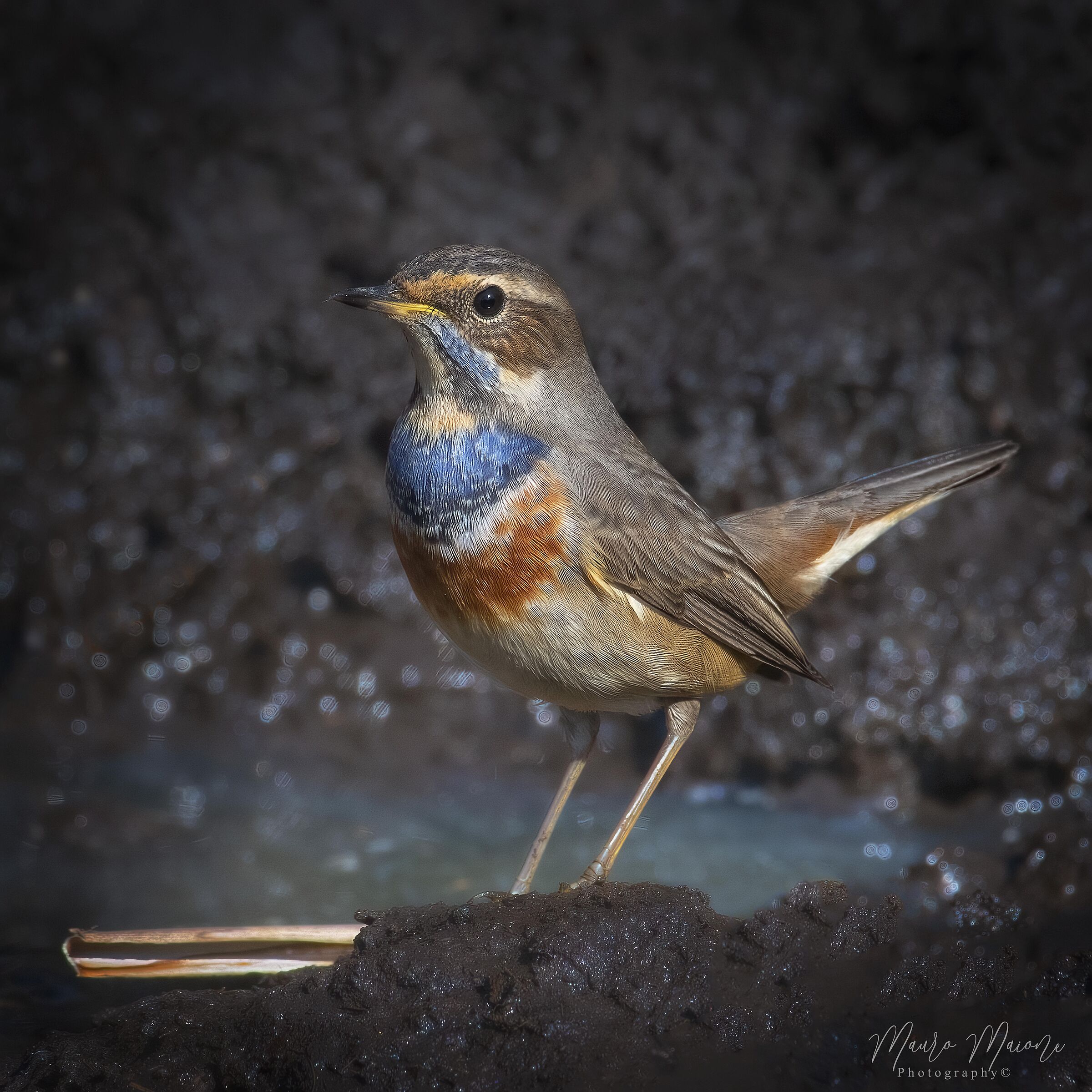 Blue-breasted (Luscinia svecica)...