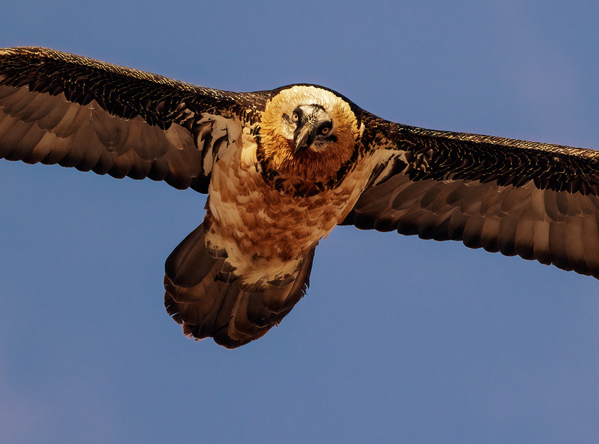 Bearded vulture 10/2021...