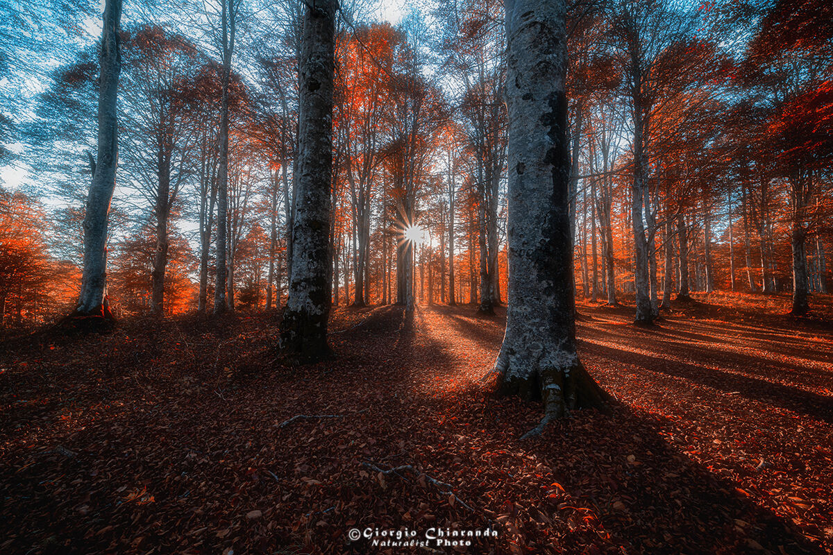 The charm of the beech forest in Autumn...