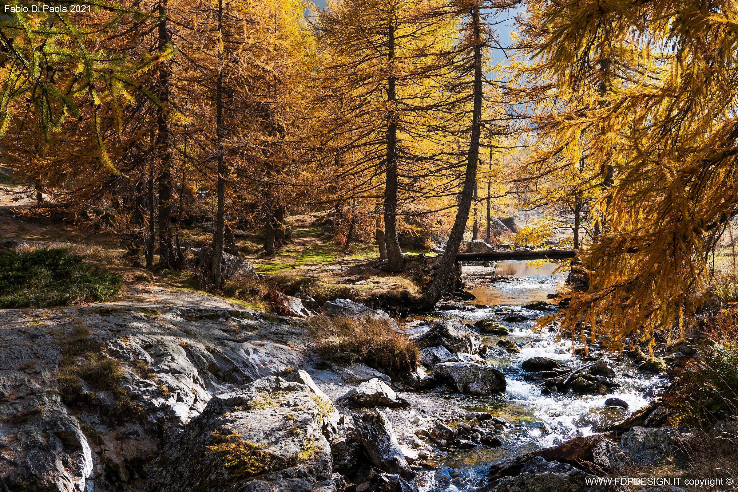 the larches and the river...