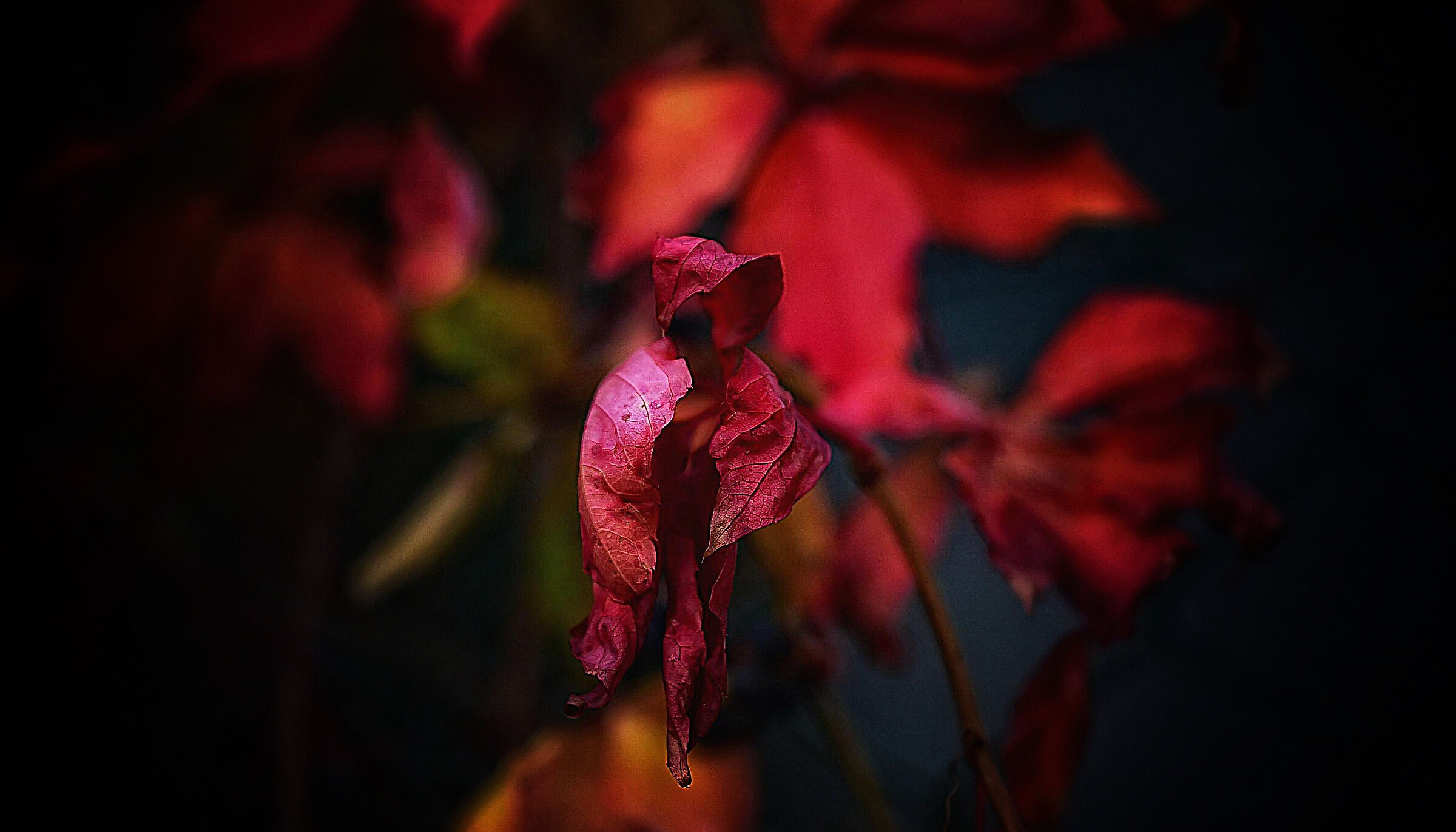 Il colore dell'autunno...