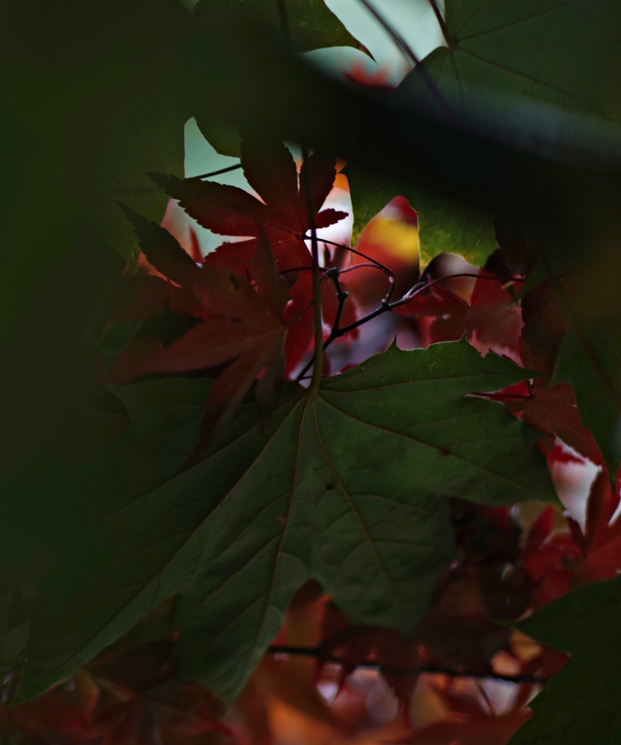 Among the leaves of a maple II...