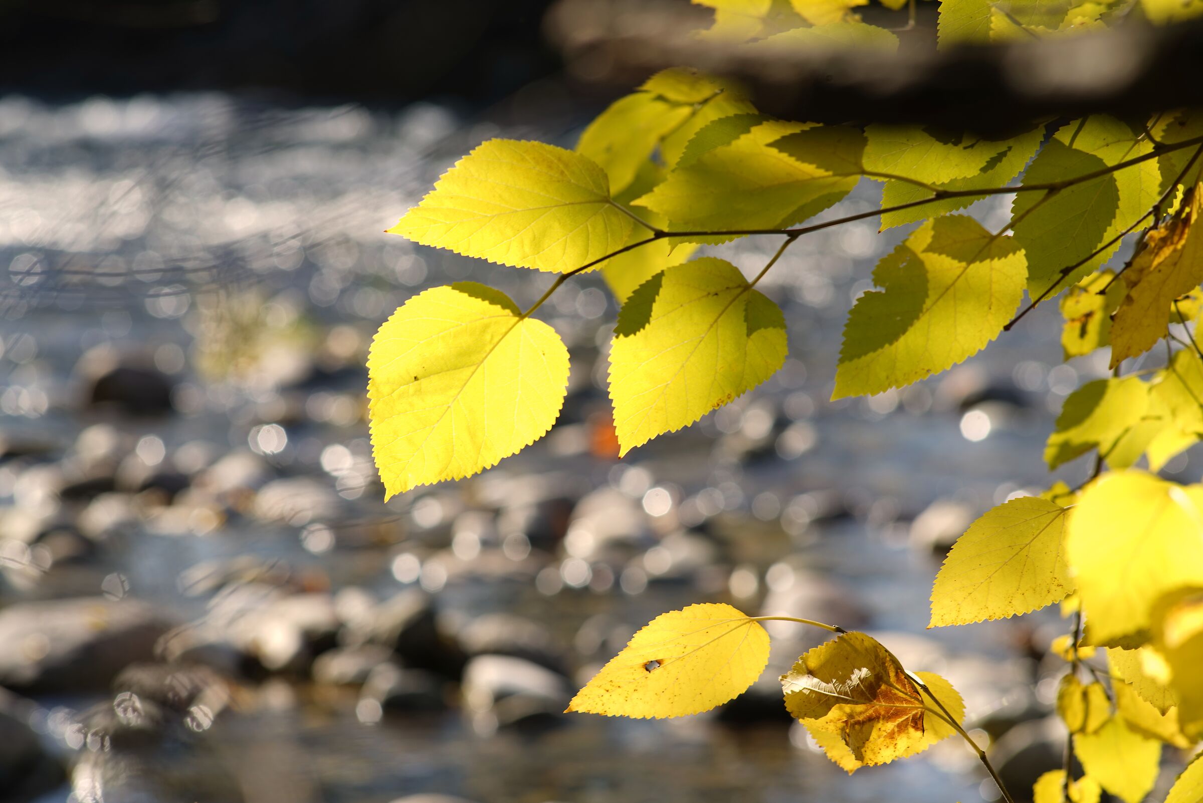 Foglie gialle sul fiume...