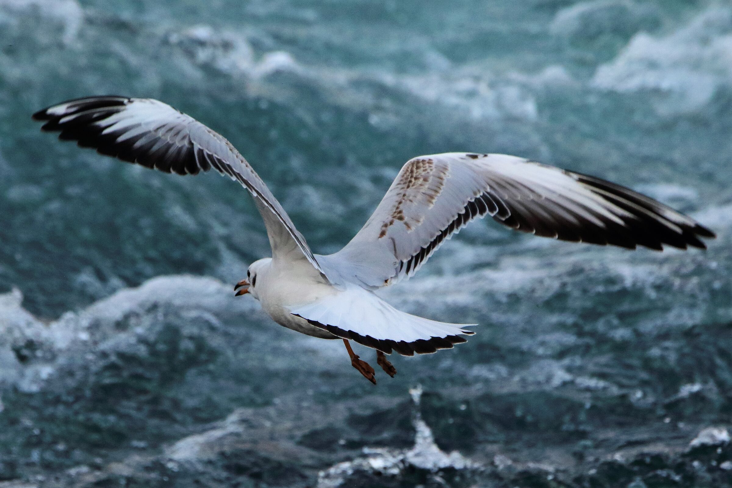 land gull...