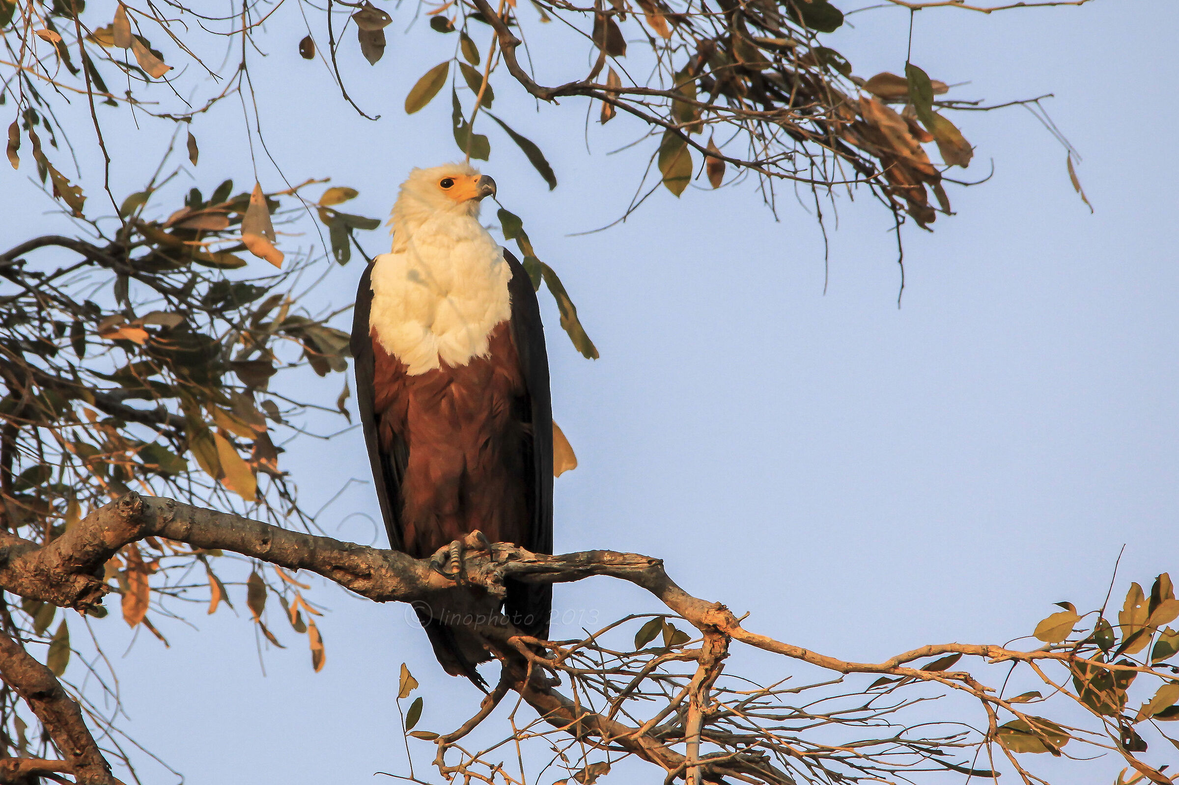 Aquila urlatrice (pescatrice) - Botswana...