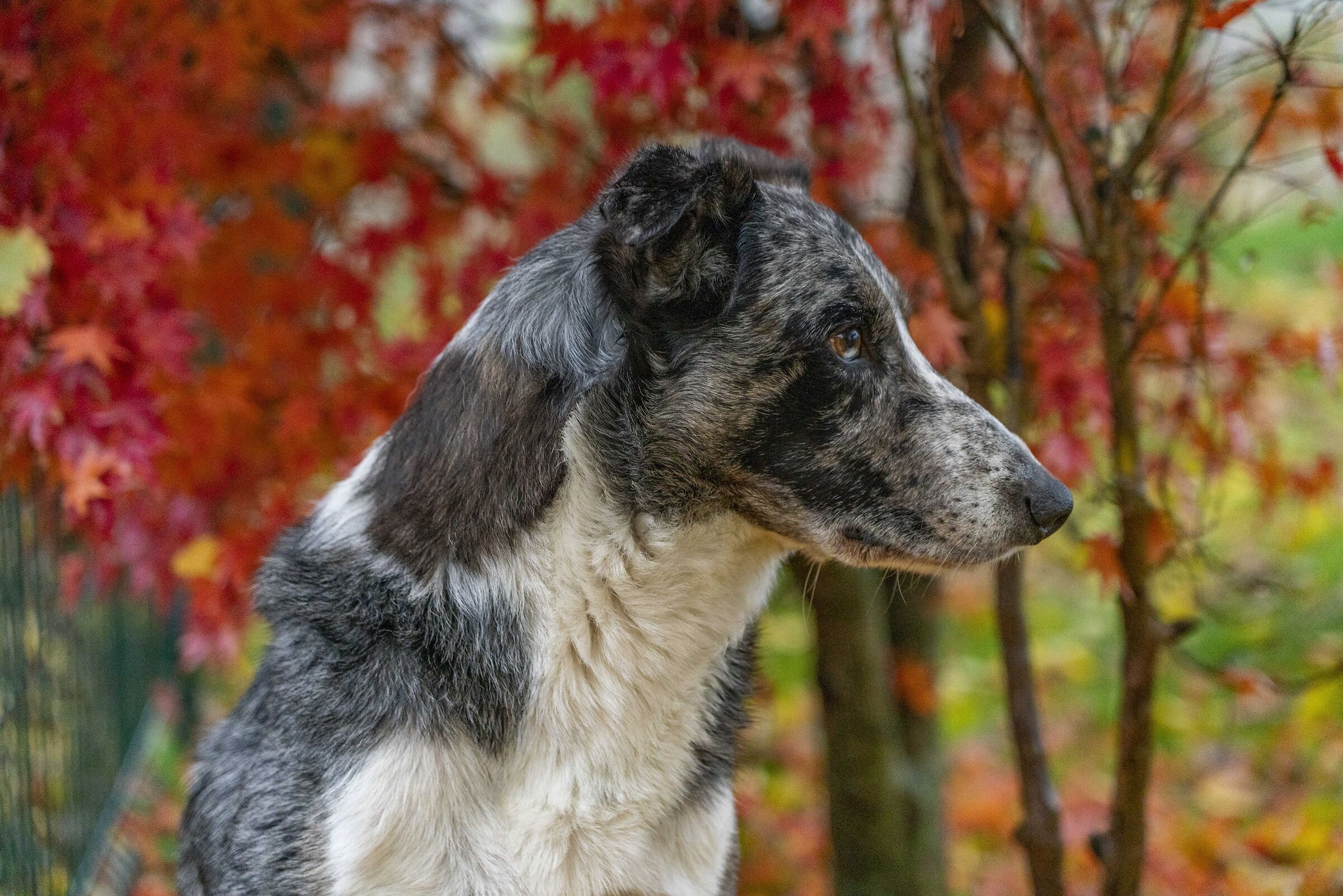 the silver border collie dog among the leaves in Novemb...