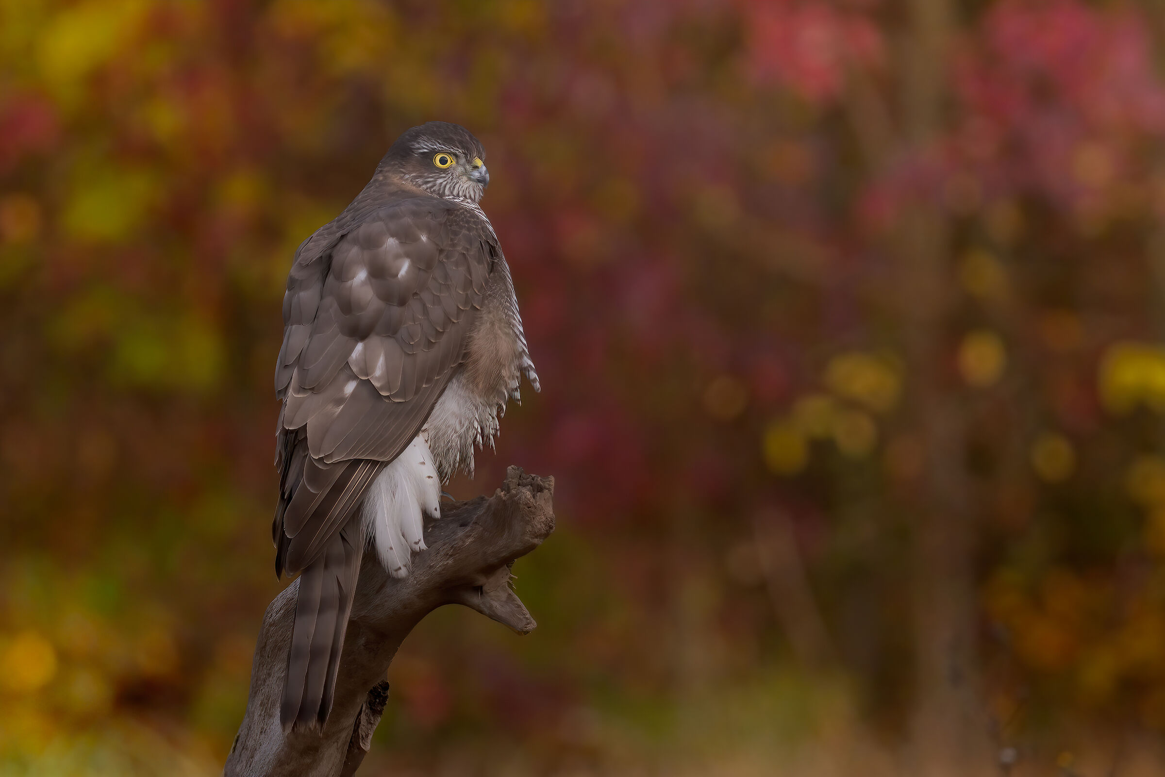 Sparrowhawk on autumn background...
