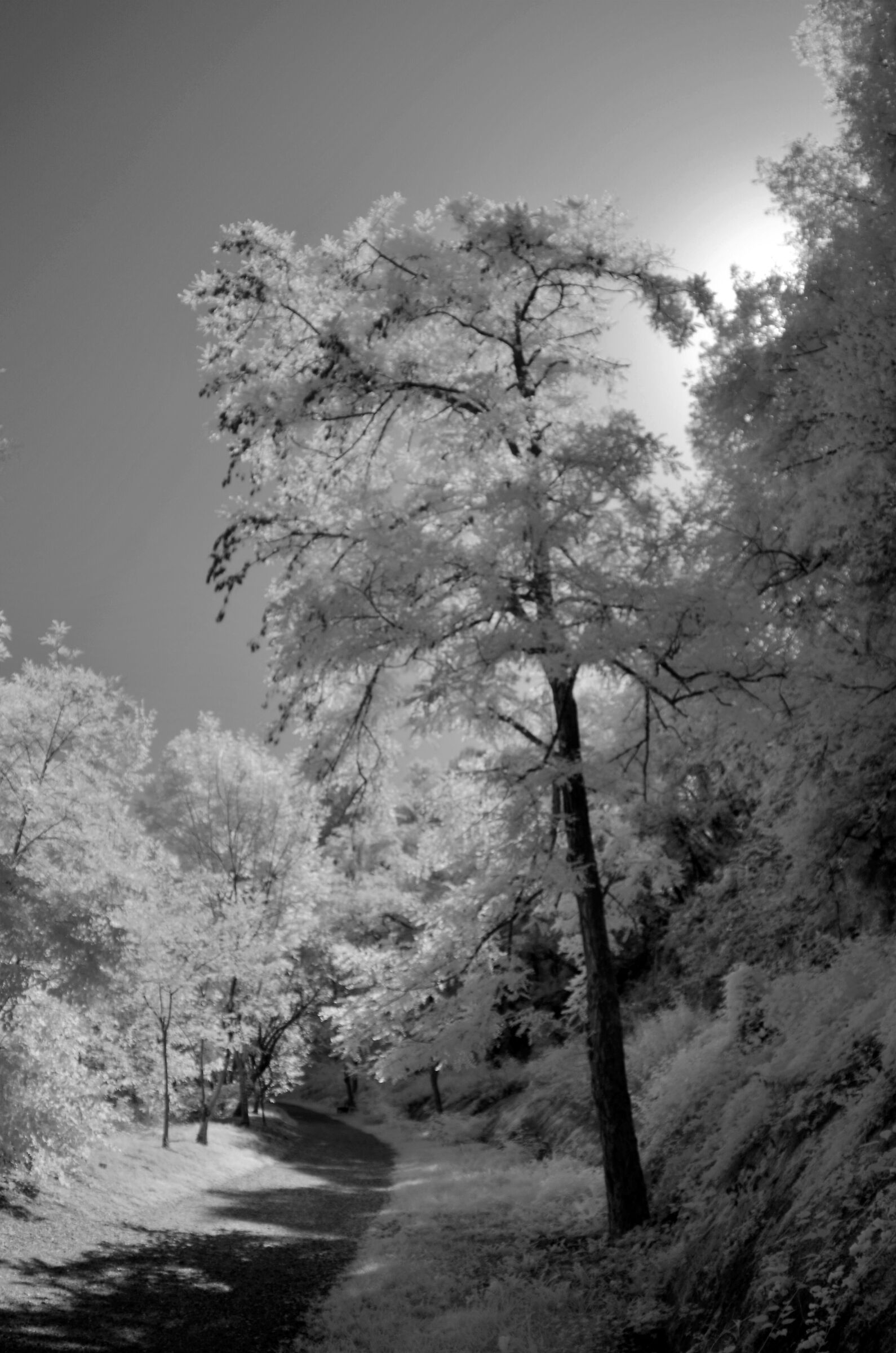 Fiume Chiese infrared V...