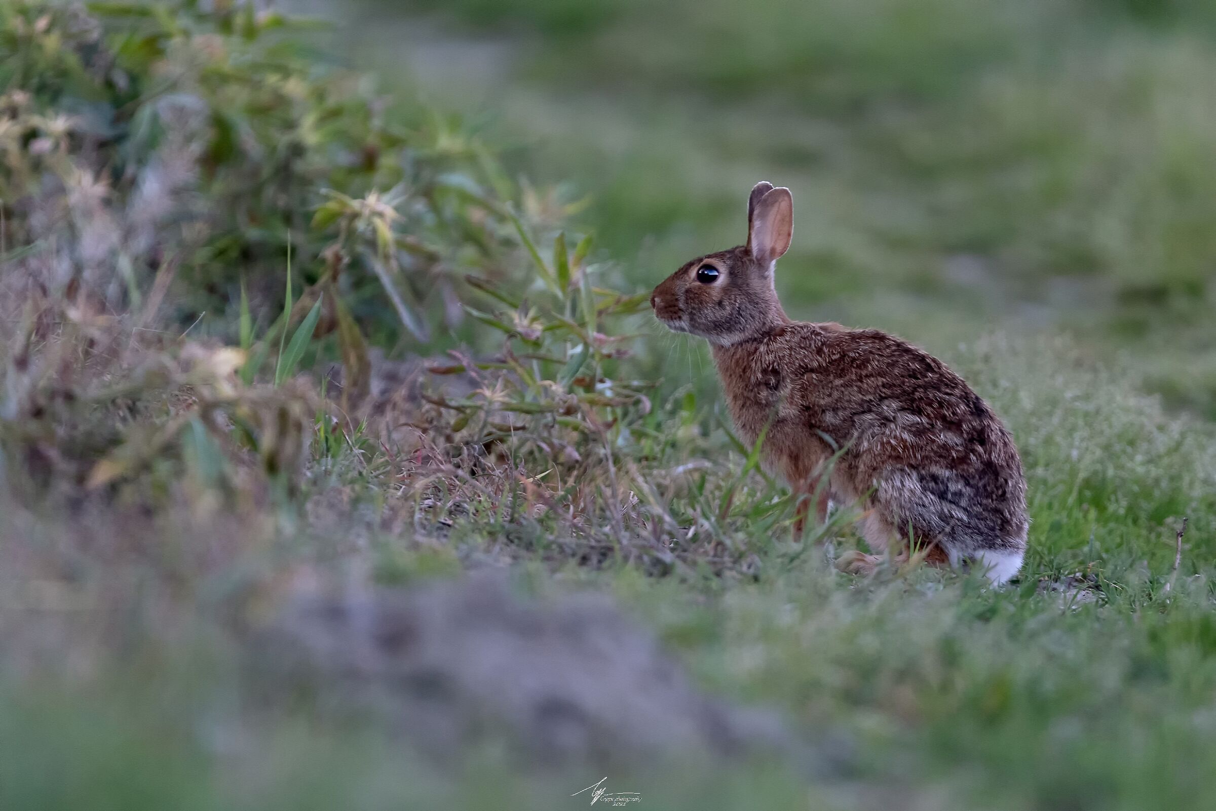 Eastern Silvilago, Mini-hare (Sylvilagus Floridanus)...