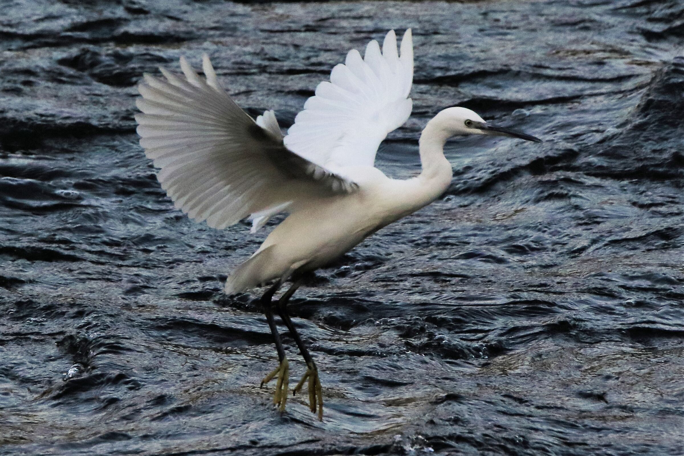 egret...