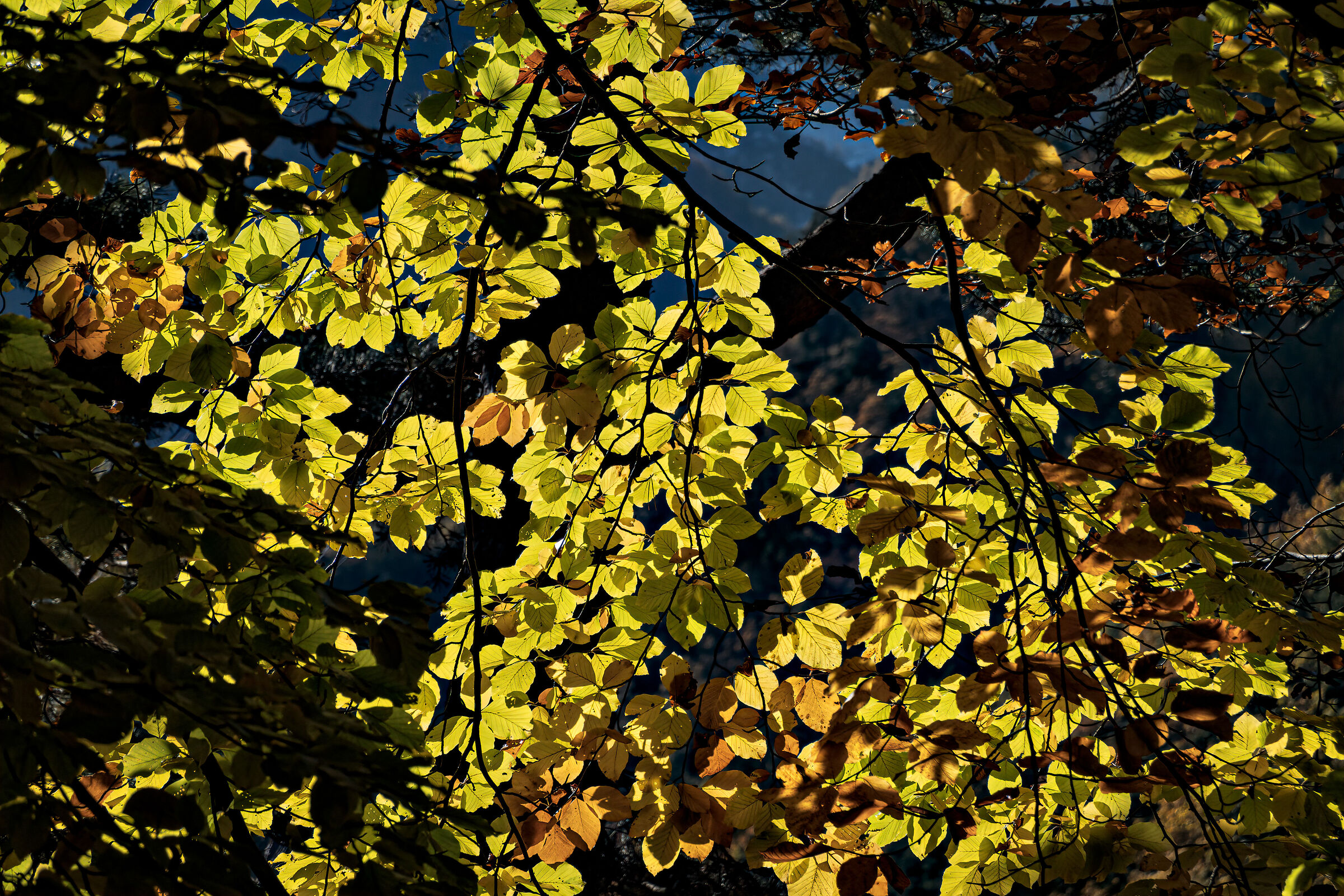 Beech leaves in autumn dress...