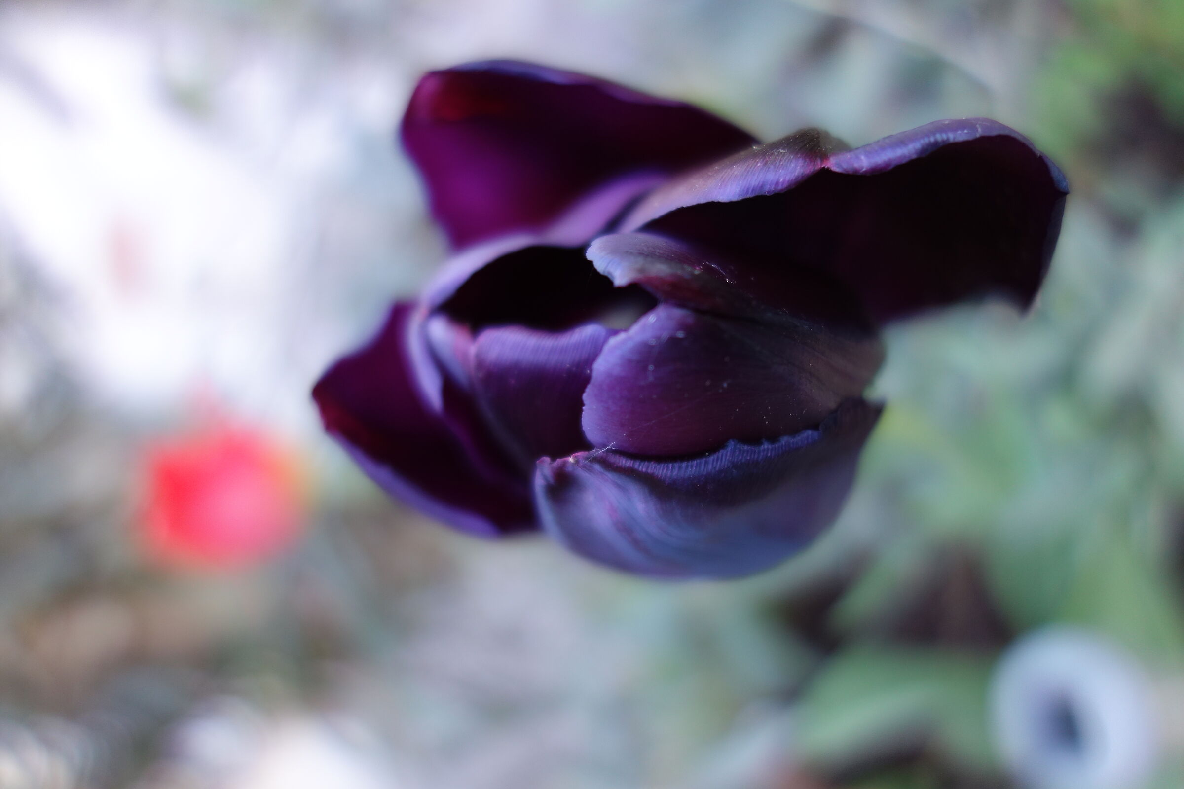 Black tulip...