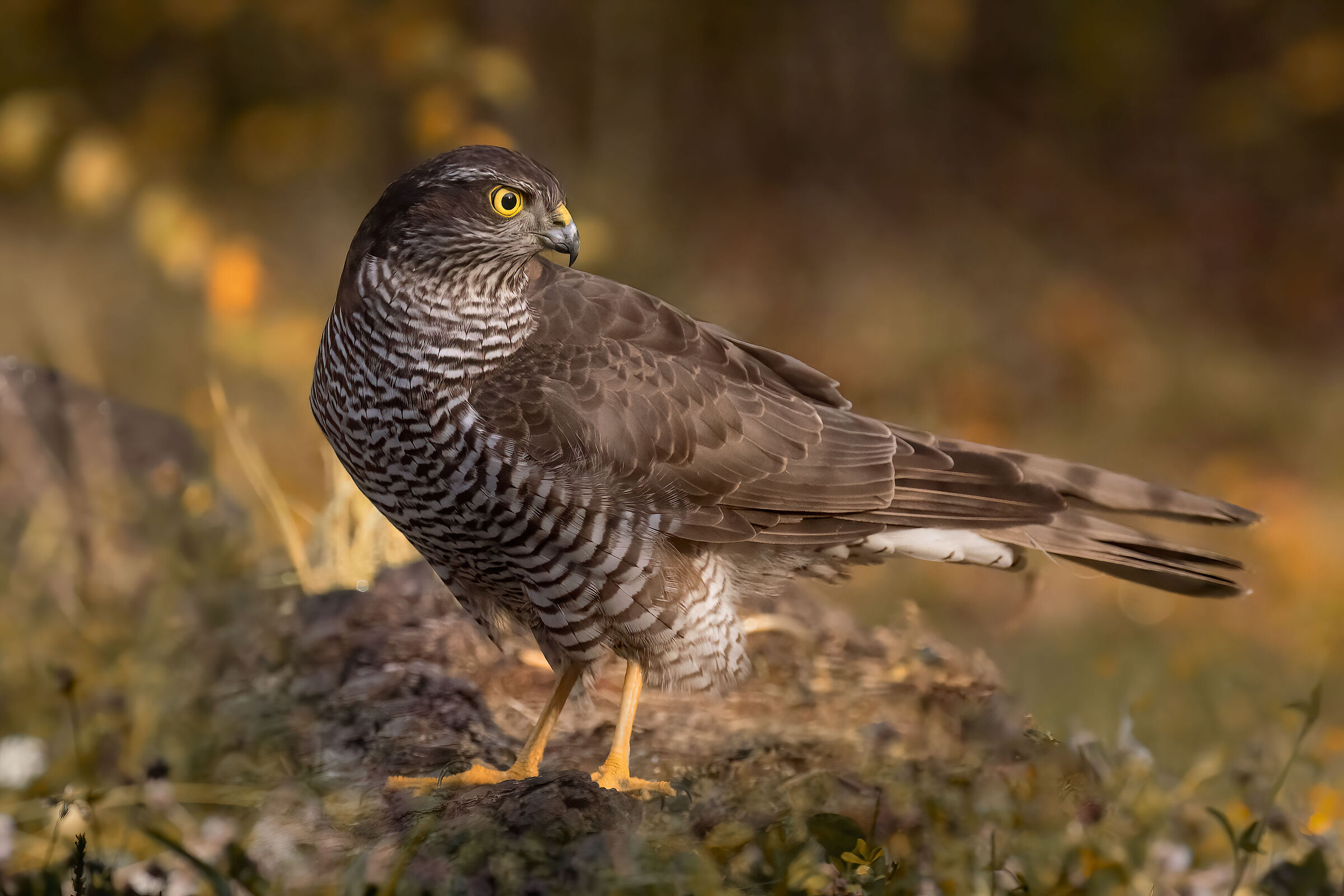 Sparrowhawk on autumn background - November 2021...