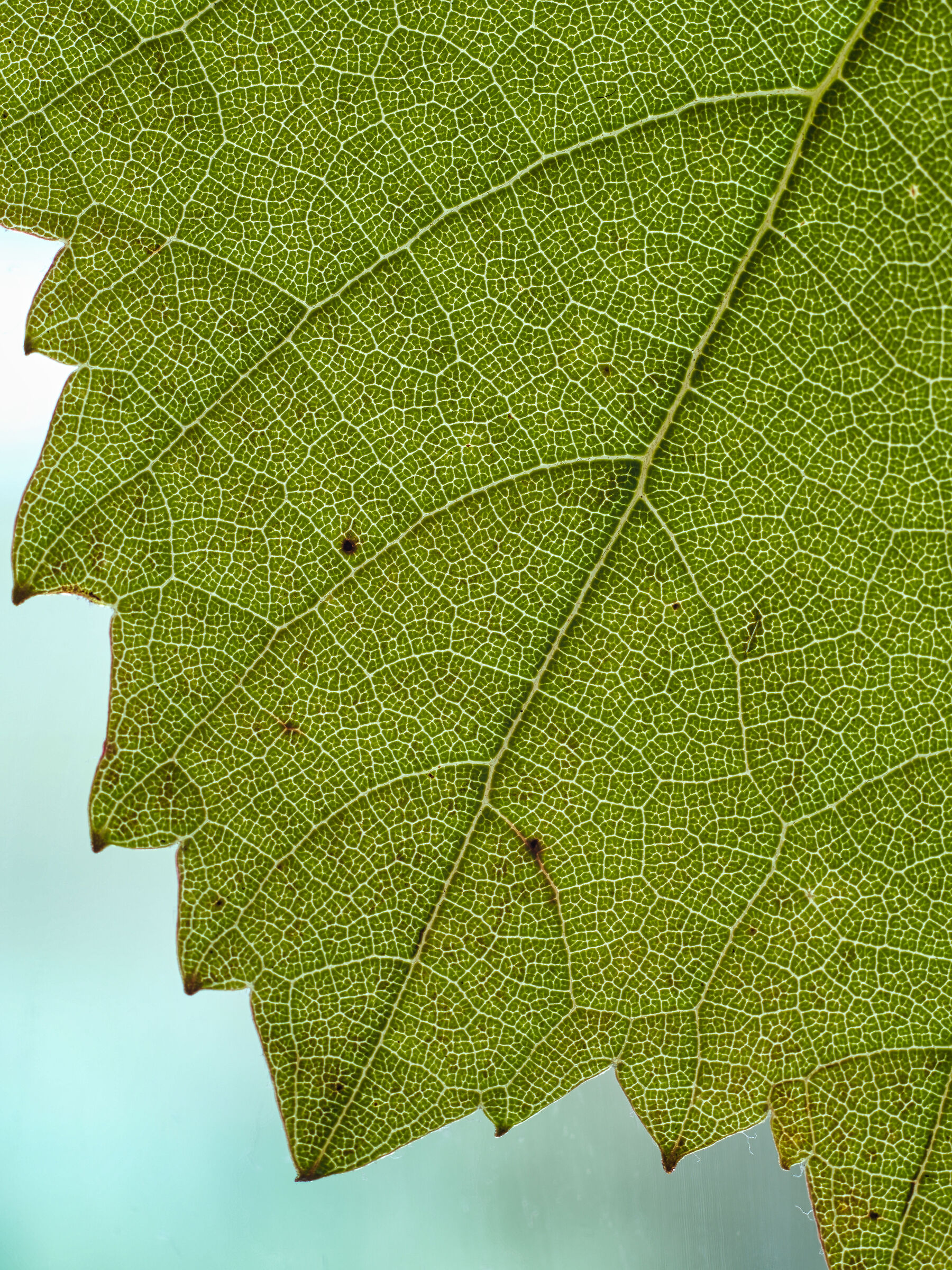 Macro vine leaf...