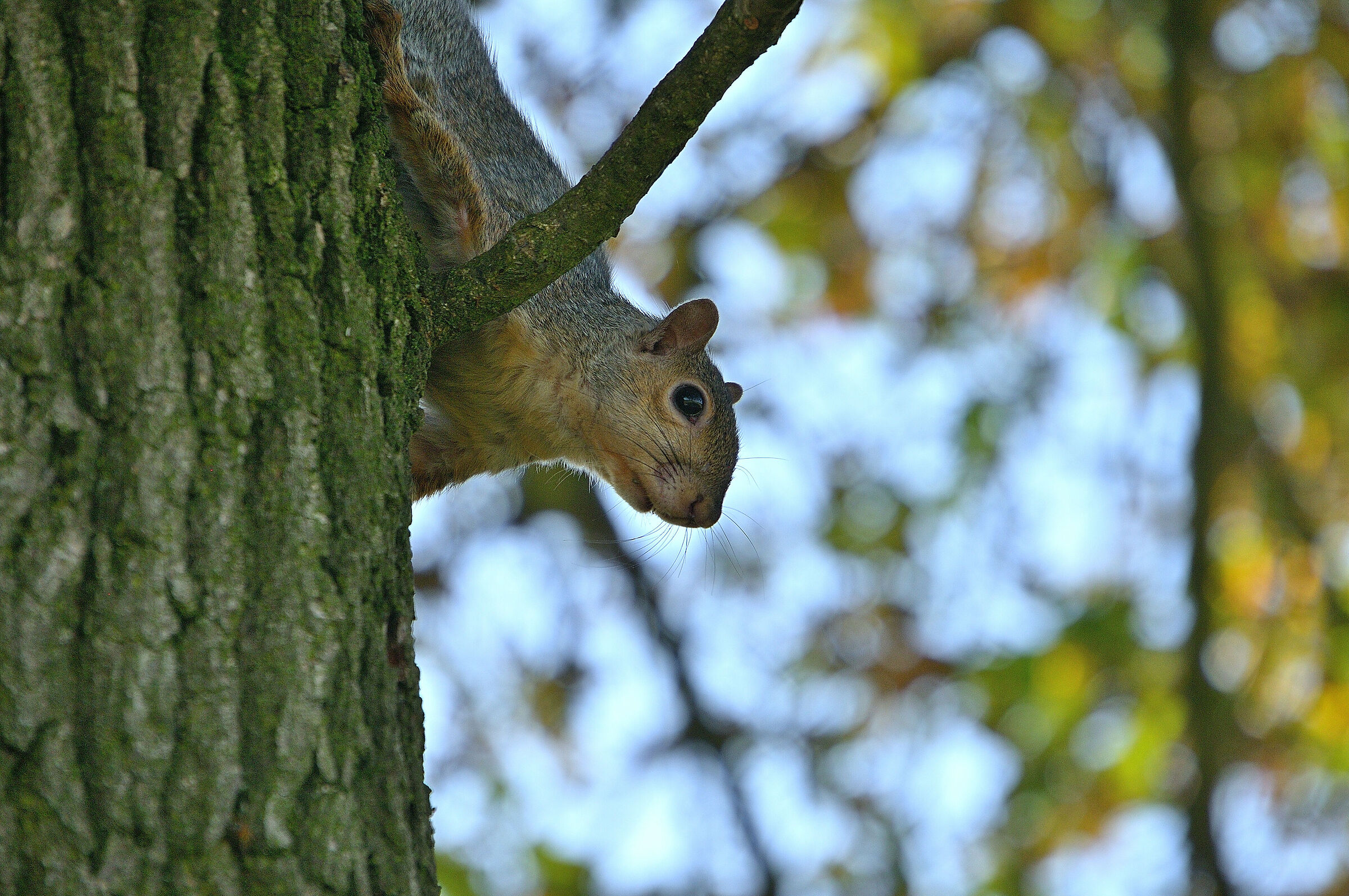 Curious squirrel...!!!...