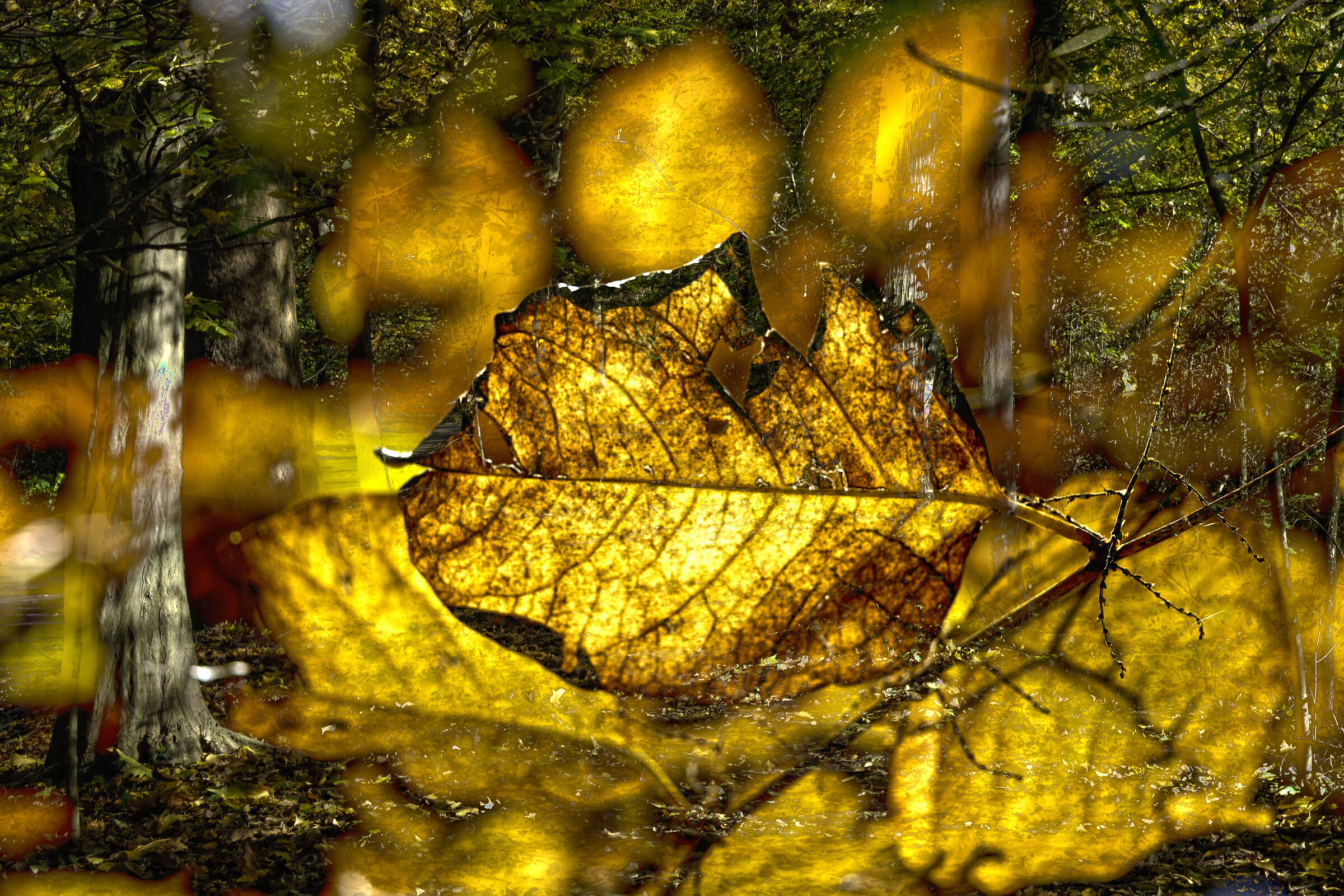 Golden leaves3...