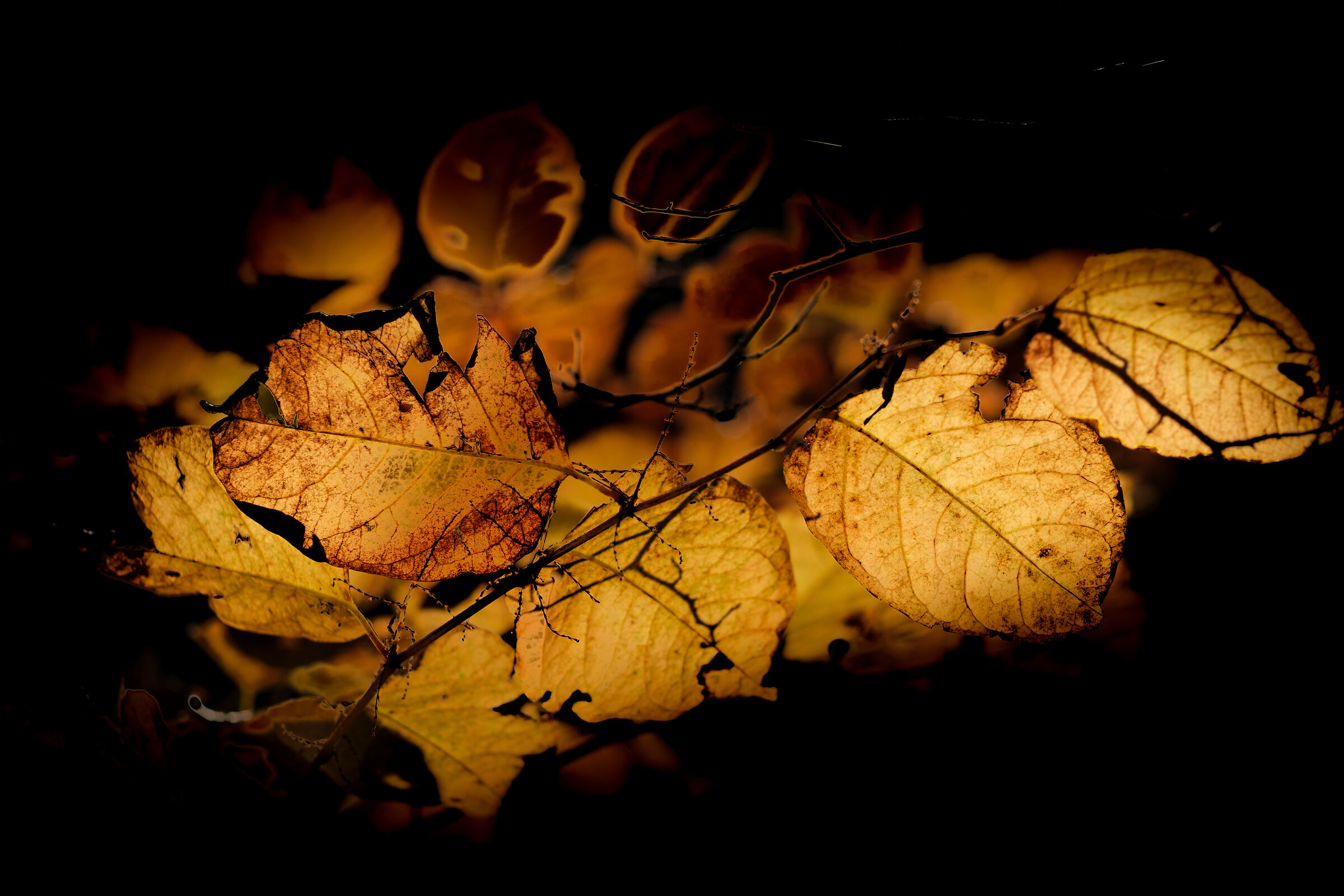Golden leaves4...