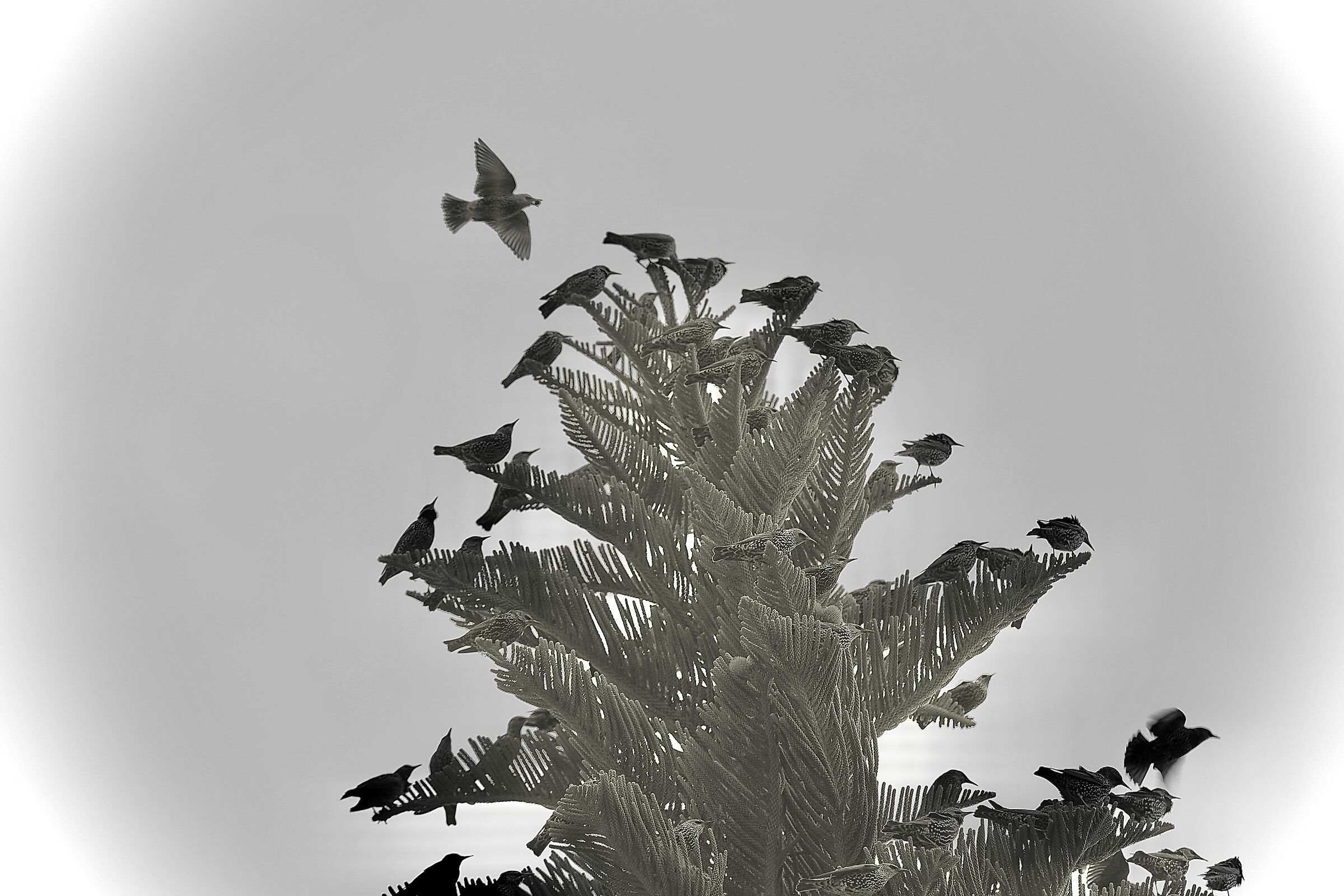 Starlings...